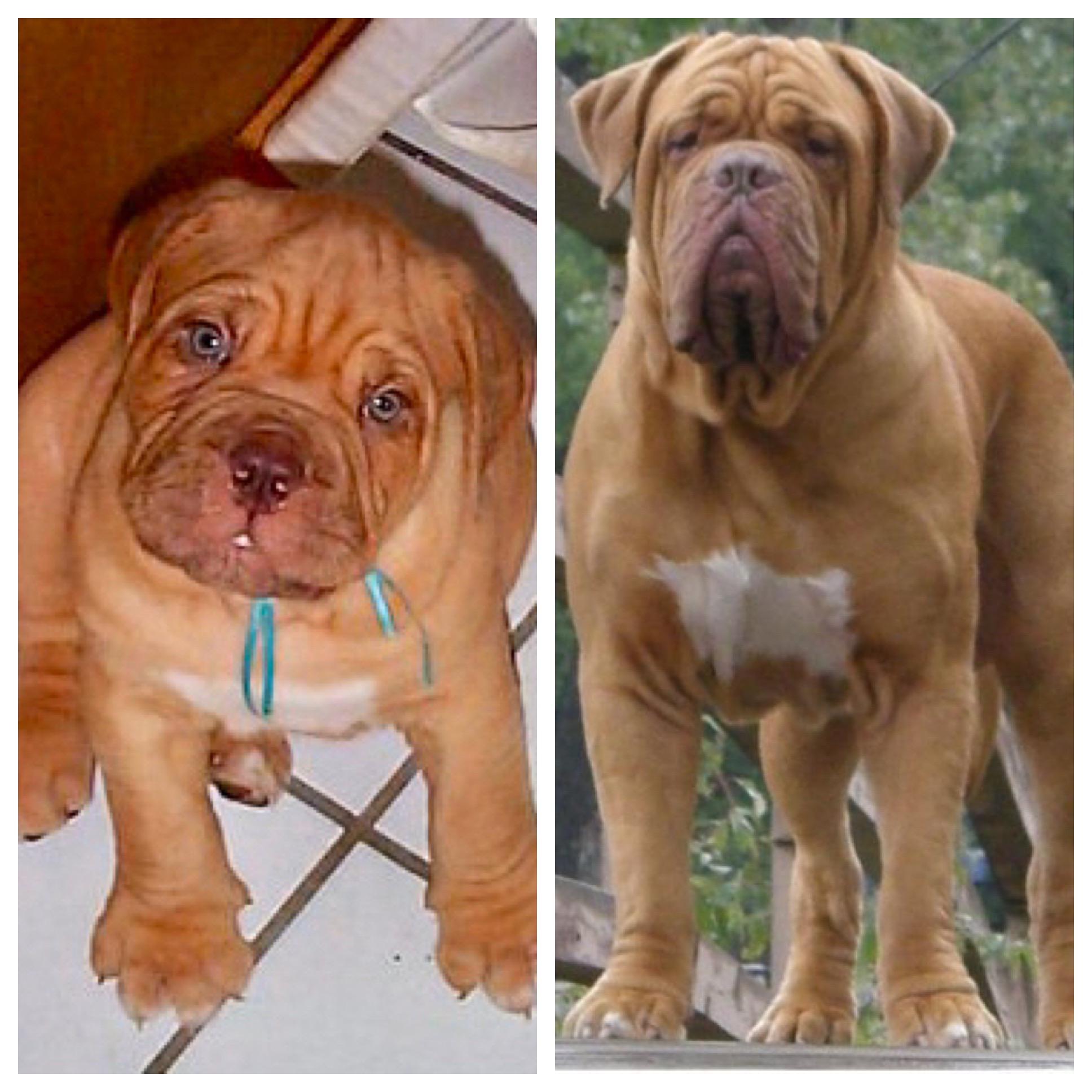 Are Dogue De Bordeaux Puppies Lazy