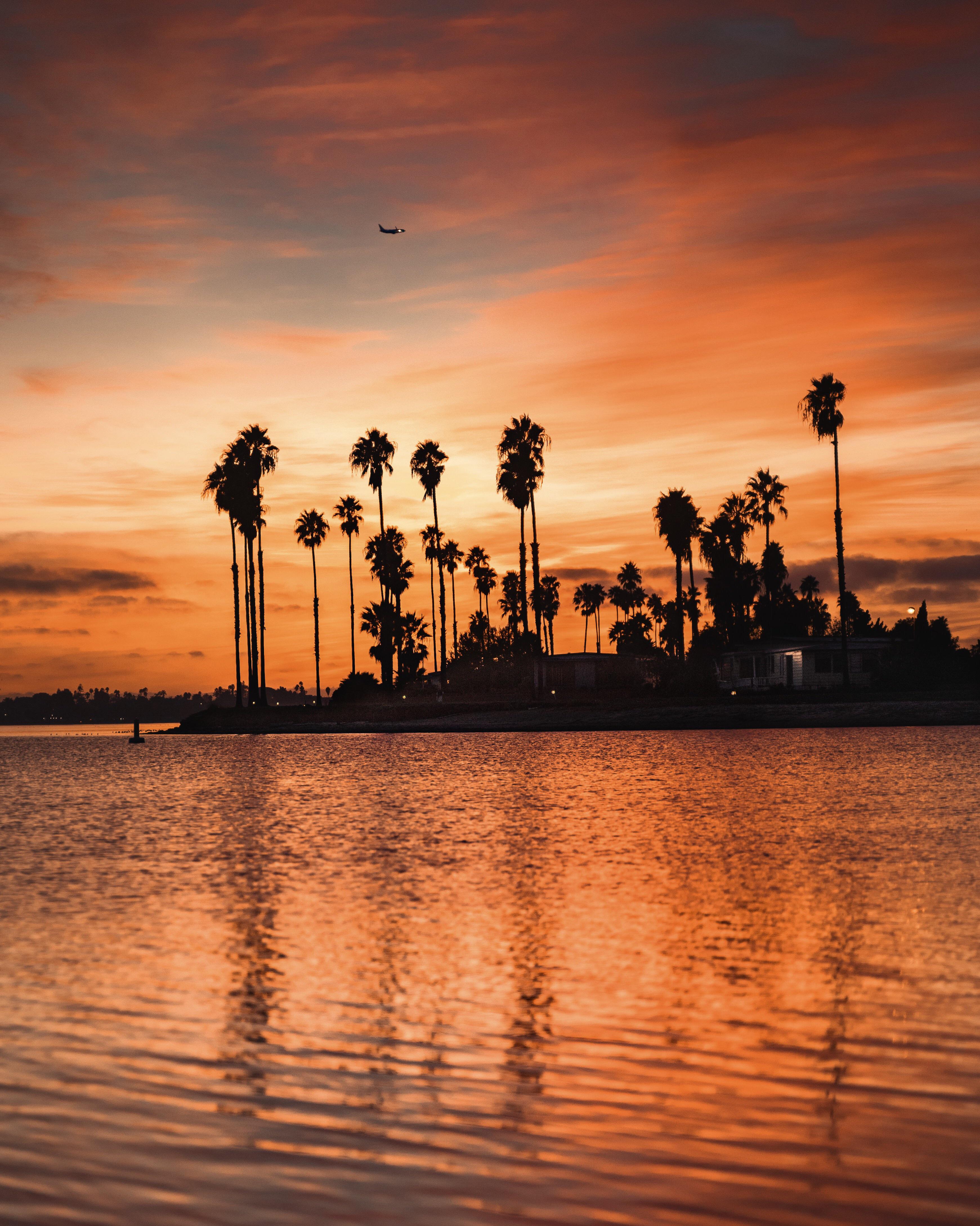 ITAP of Palm Trees in San Diego r/itookapicture