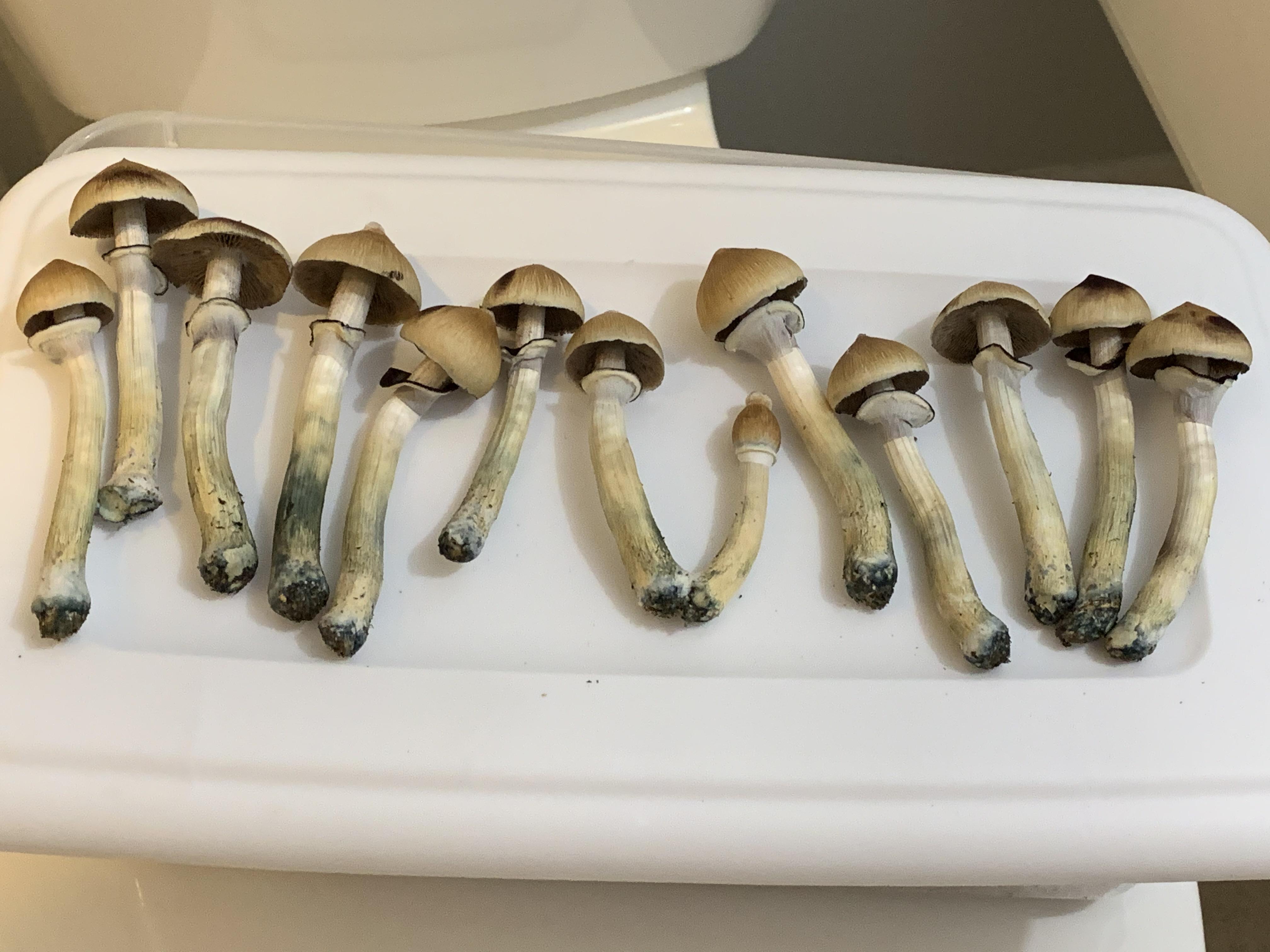 Mornings harvest r/shrooms