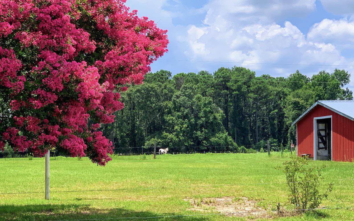 Good night from Emmy and Spooky on Triple Creek Farm in Pink Hill, NC