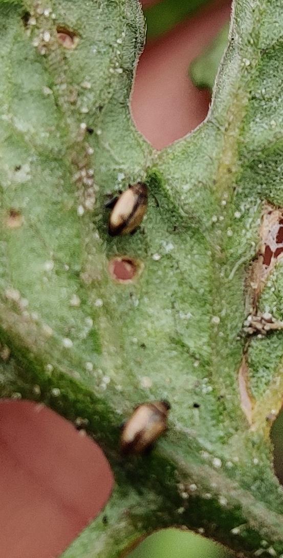 are these flea beetles eating my tomato plant? r/Allotment