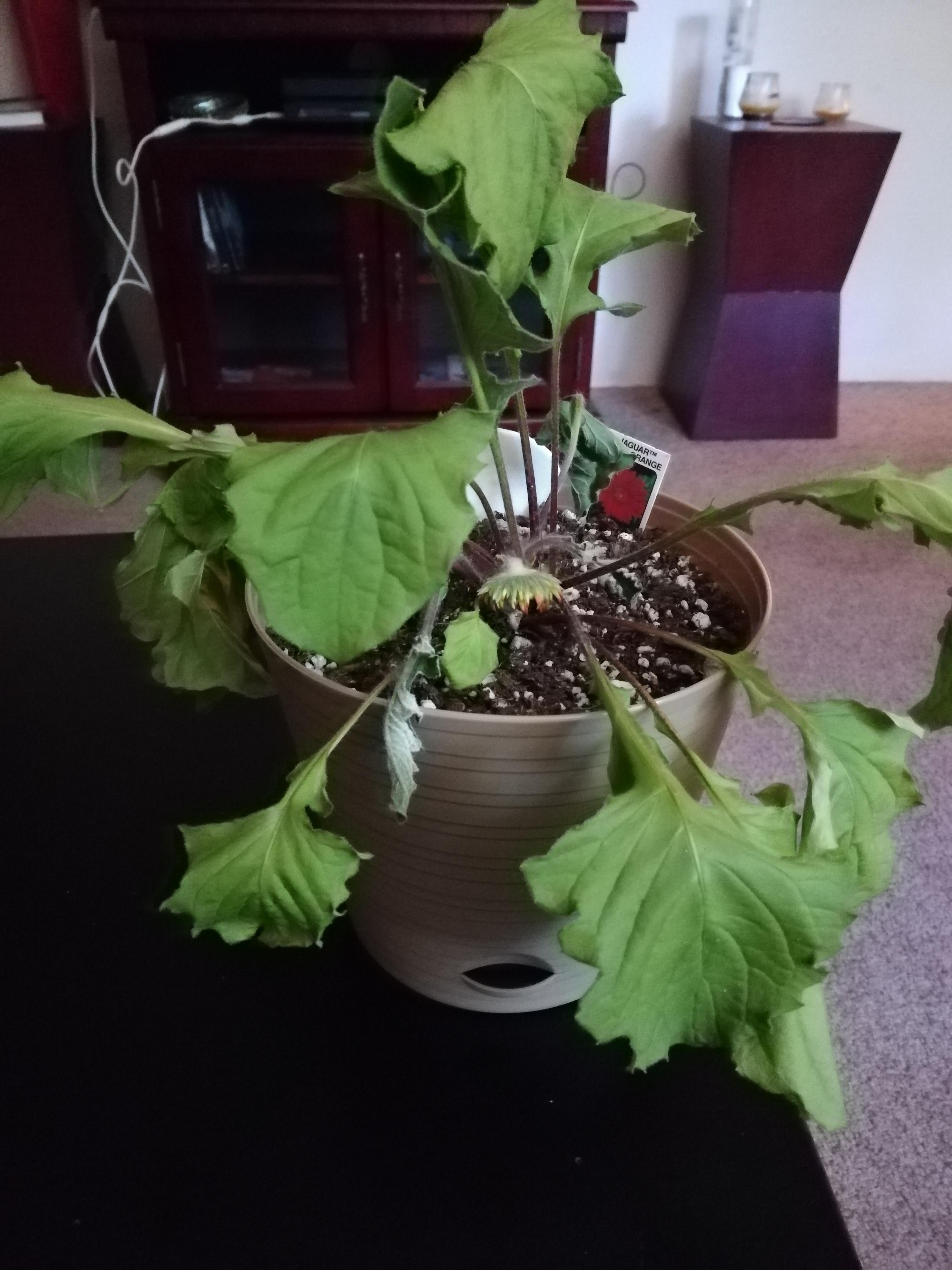 Made the mistake of leaving my Gerbera daisies outside overnight, and now all the leaves and the