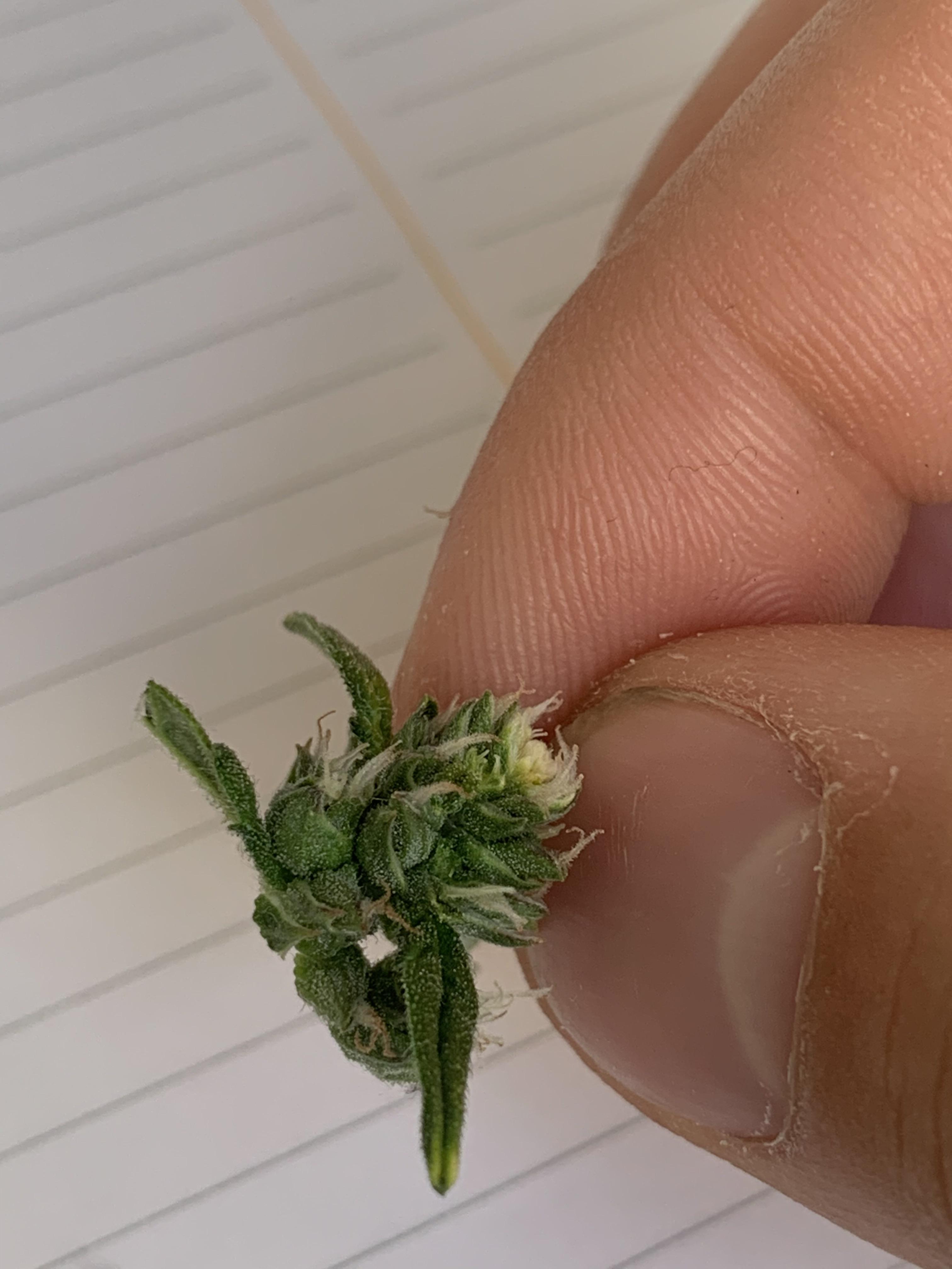 Tip of my main cola was starting to hermie/make seeds ? I’m not sure