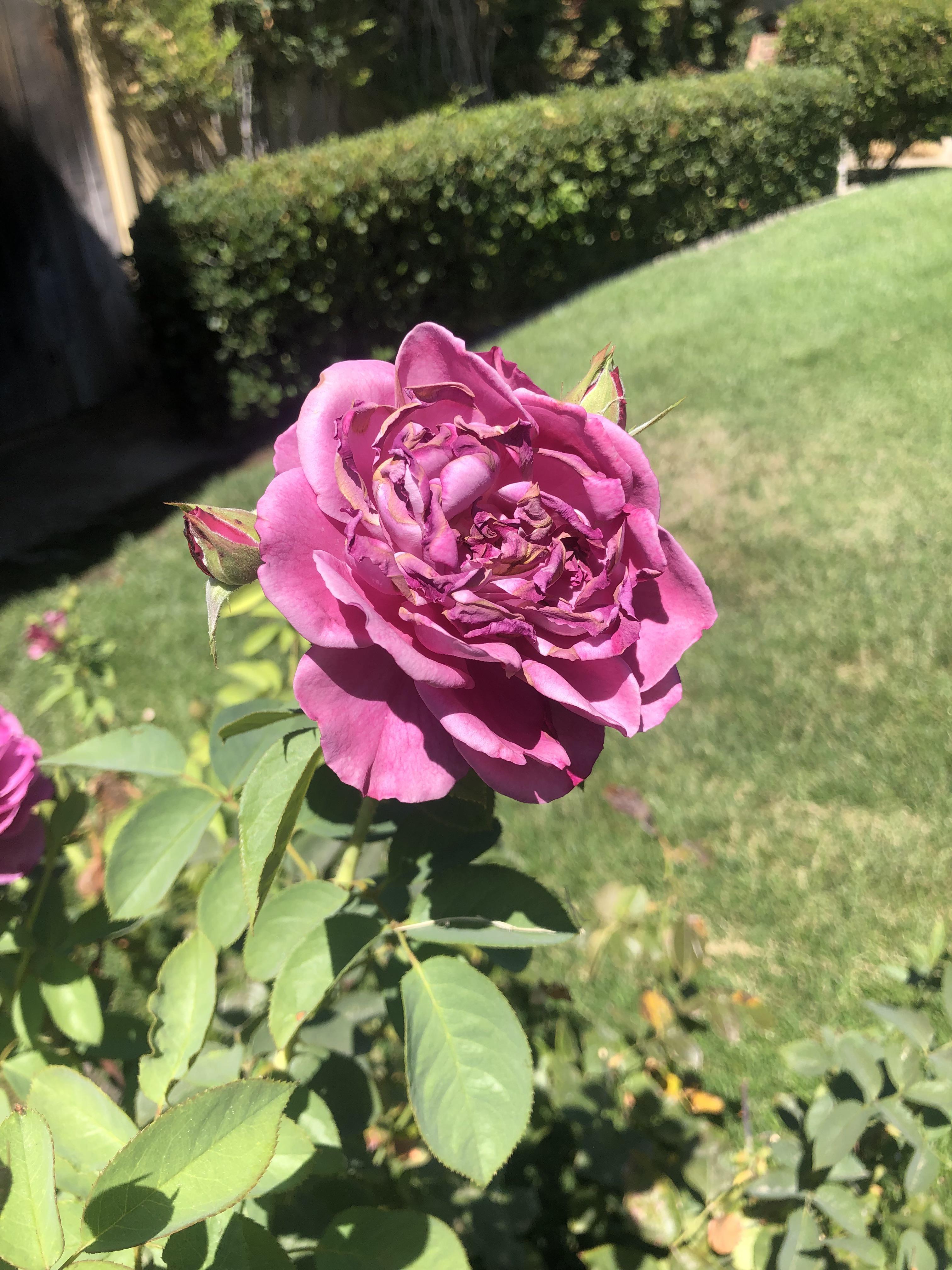 What rose is this? Purpleish color, sorta sweet soapy smell r/Roses
