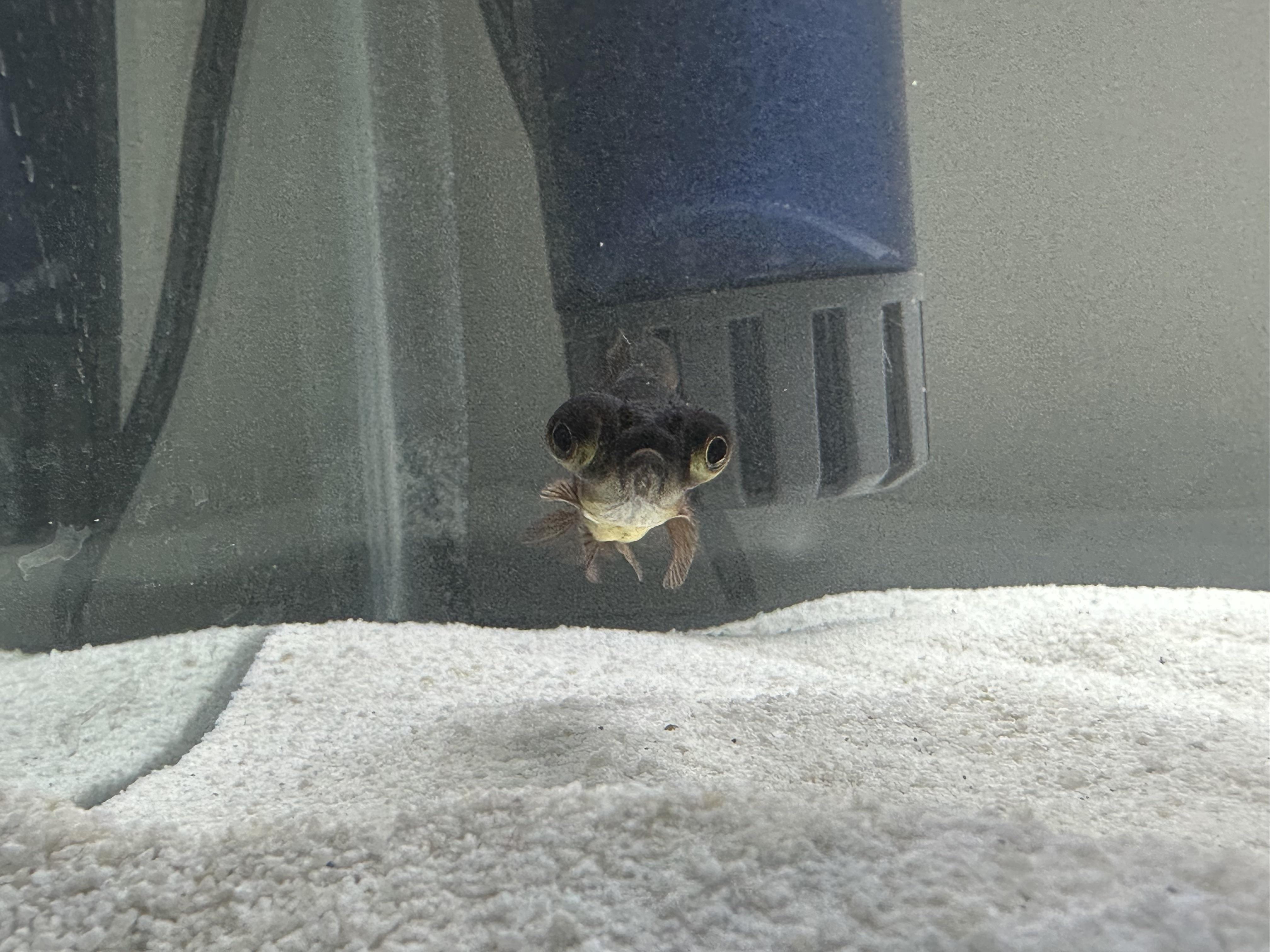 Best goldfish foods on market? r/Goldfish