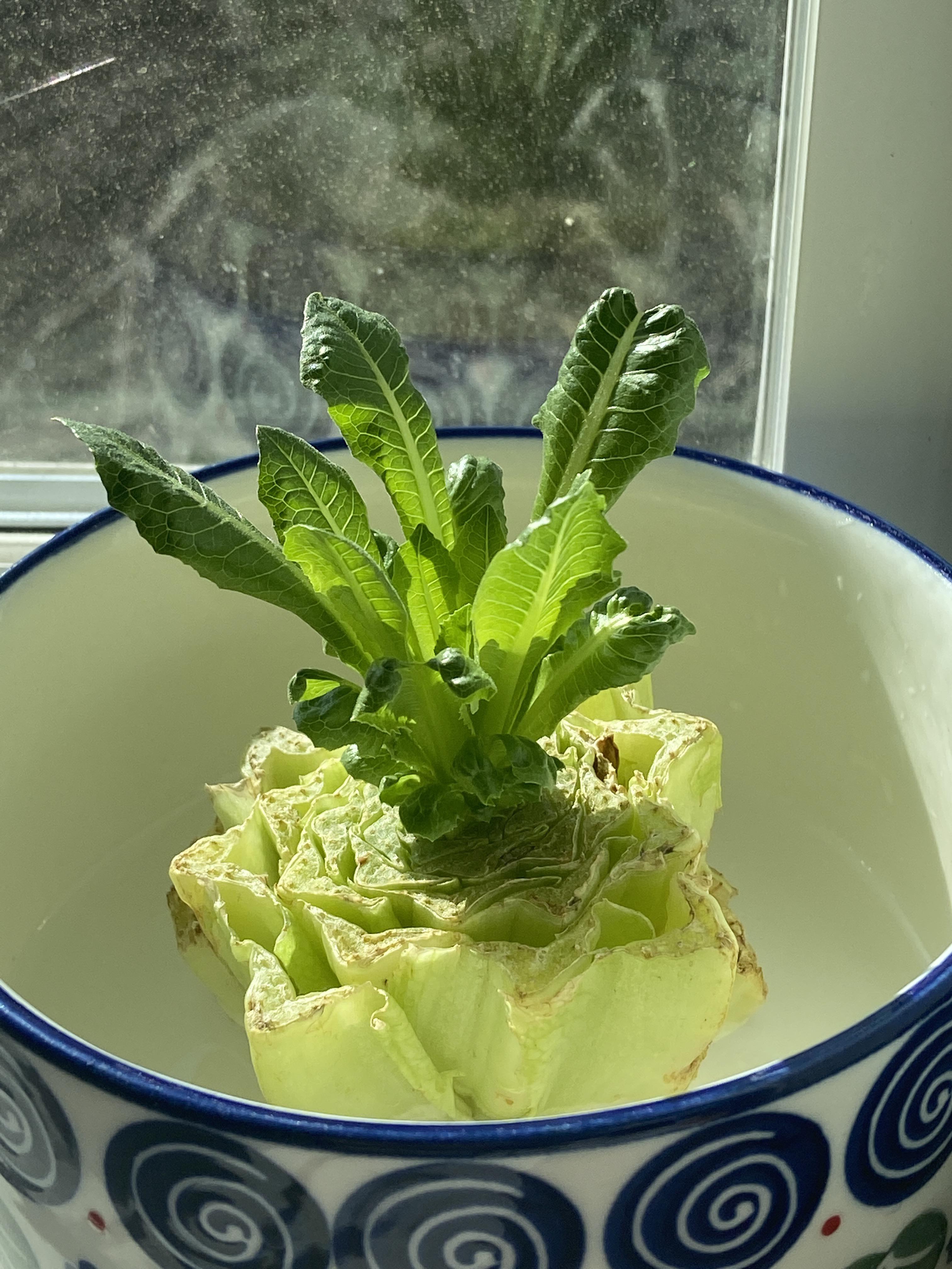 Regrowing lettuce in water. This makes me happy ) r/simpleliving