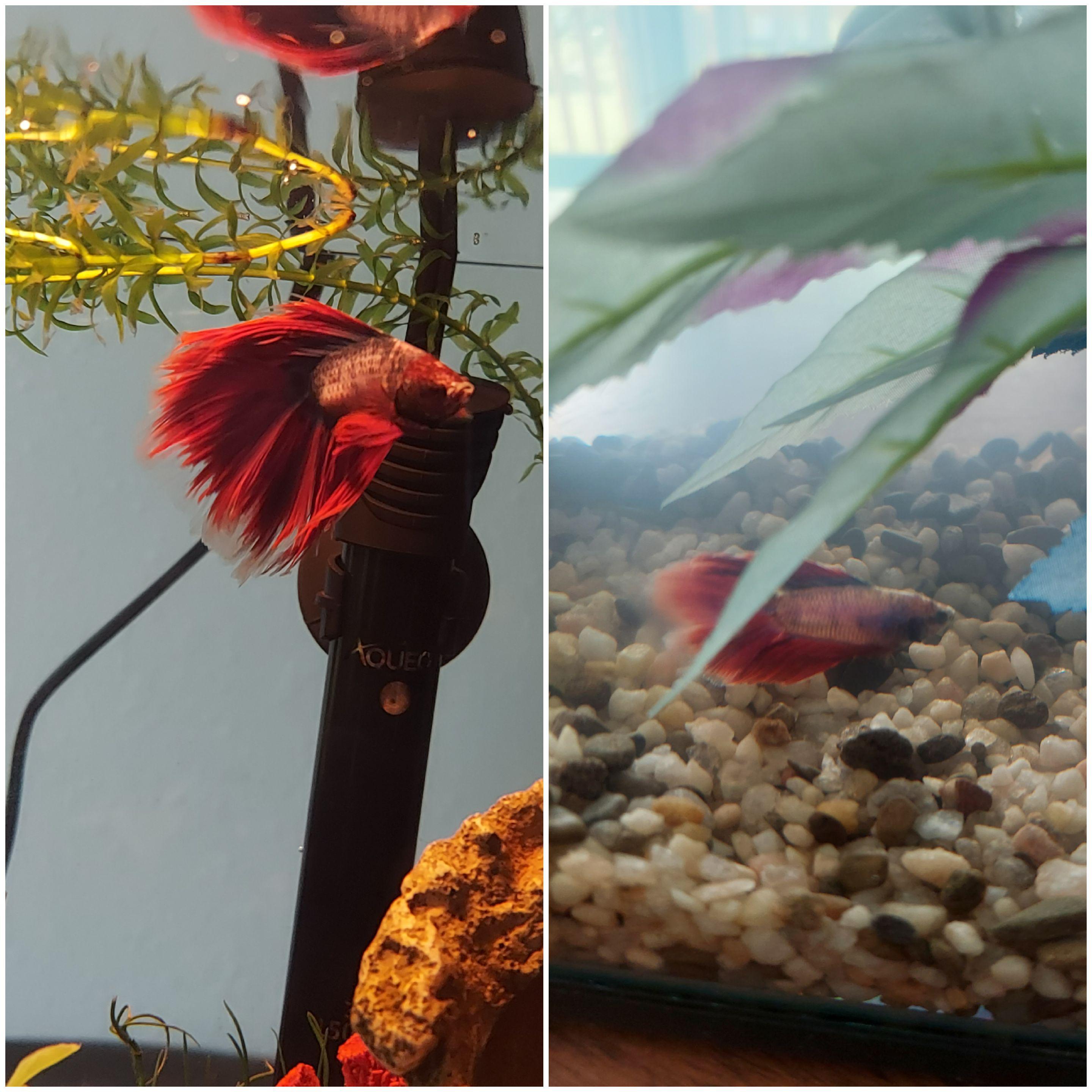 Fish section employees How old are your fish?/How long are they