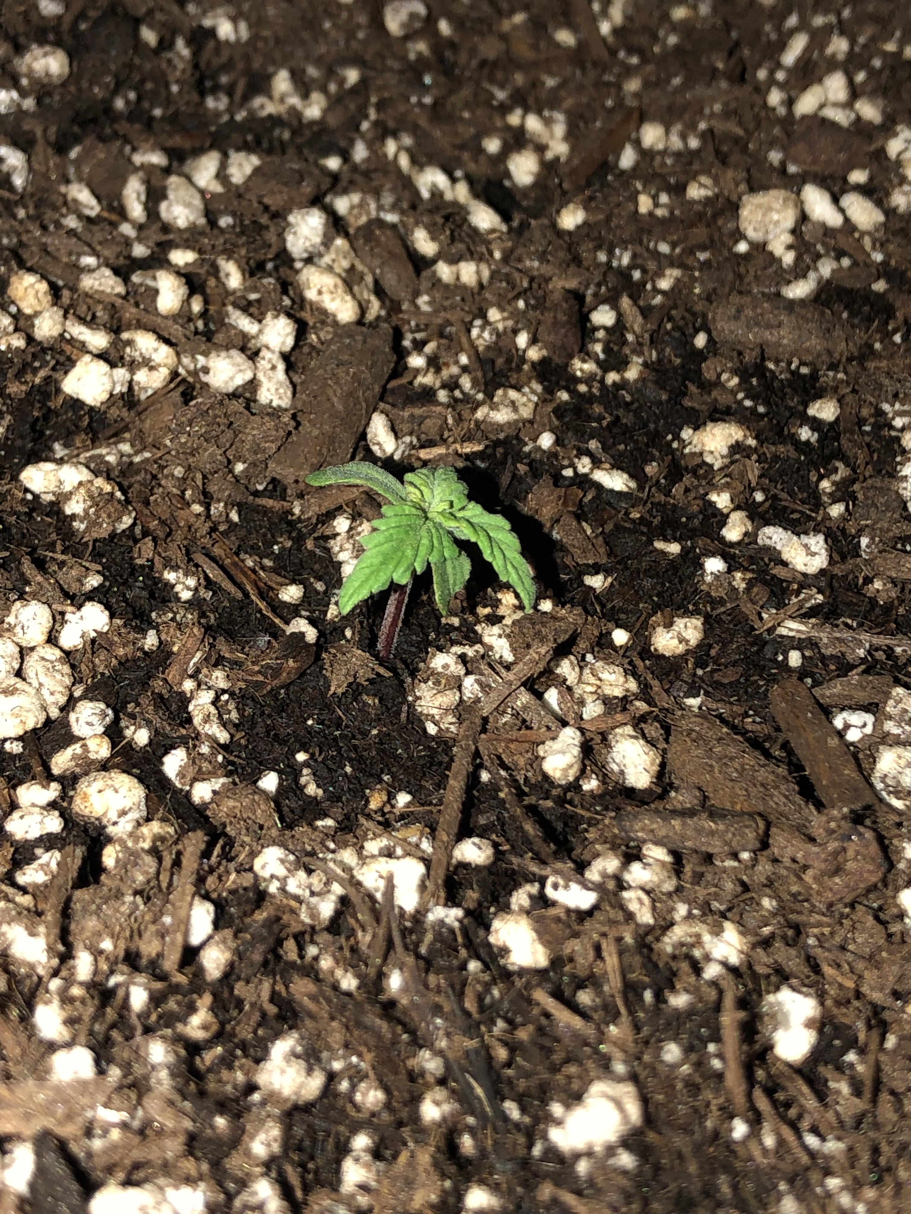 Why has my seedling stopped growing? Seven days since sprouting. r