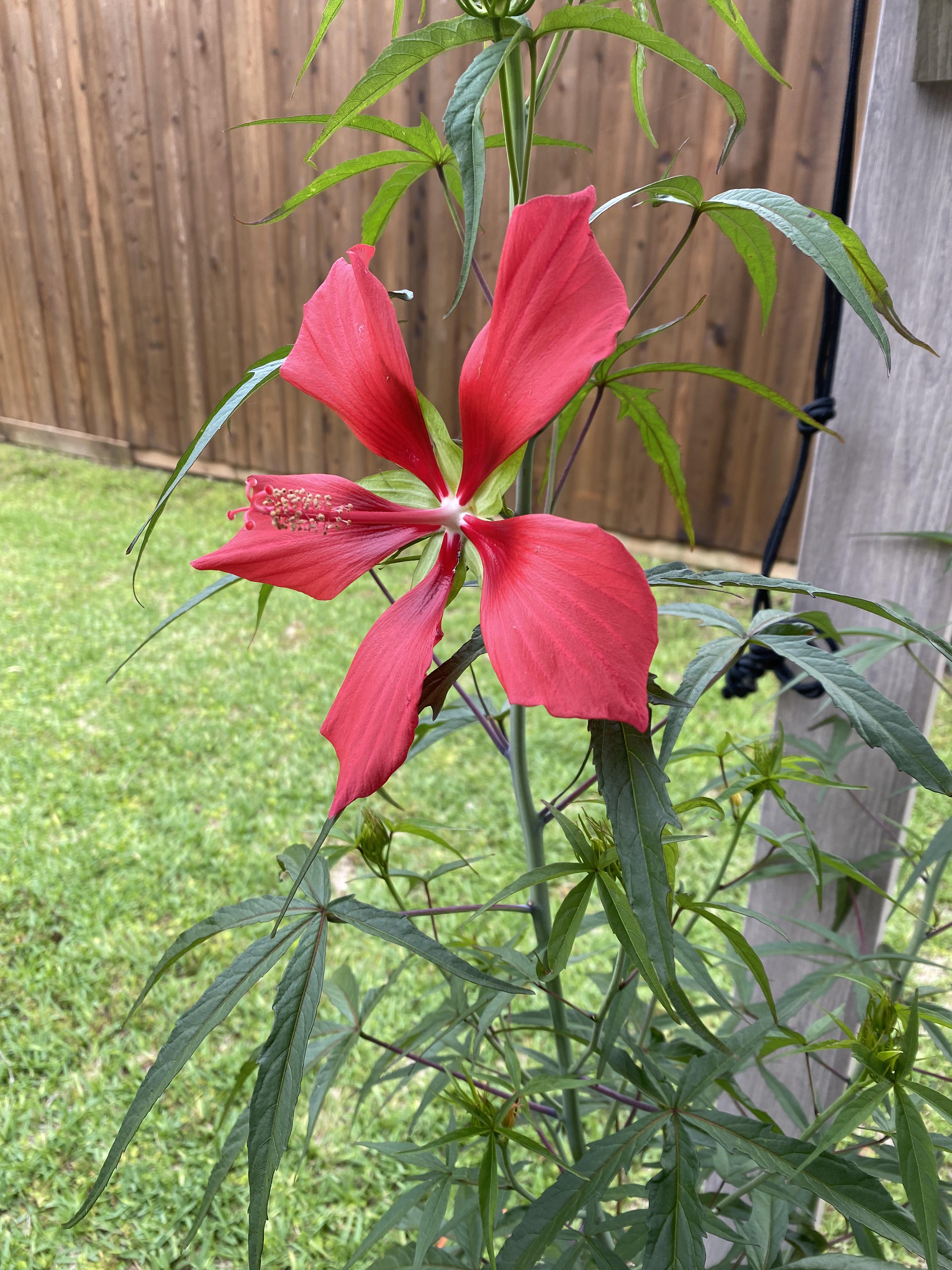 First flower from my fake weed plant AKA Texas red star hibiscus. r