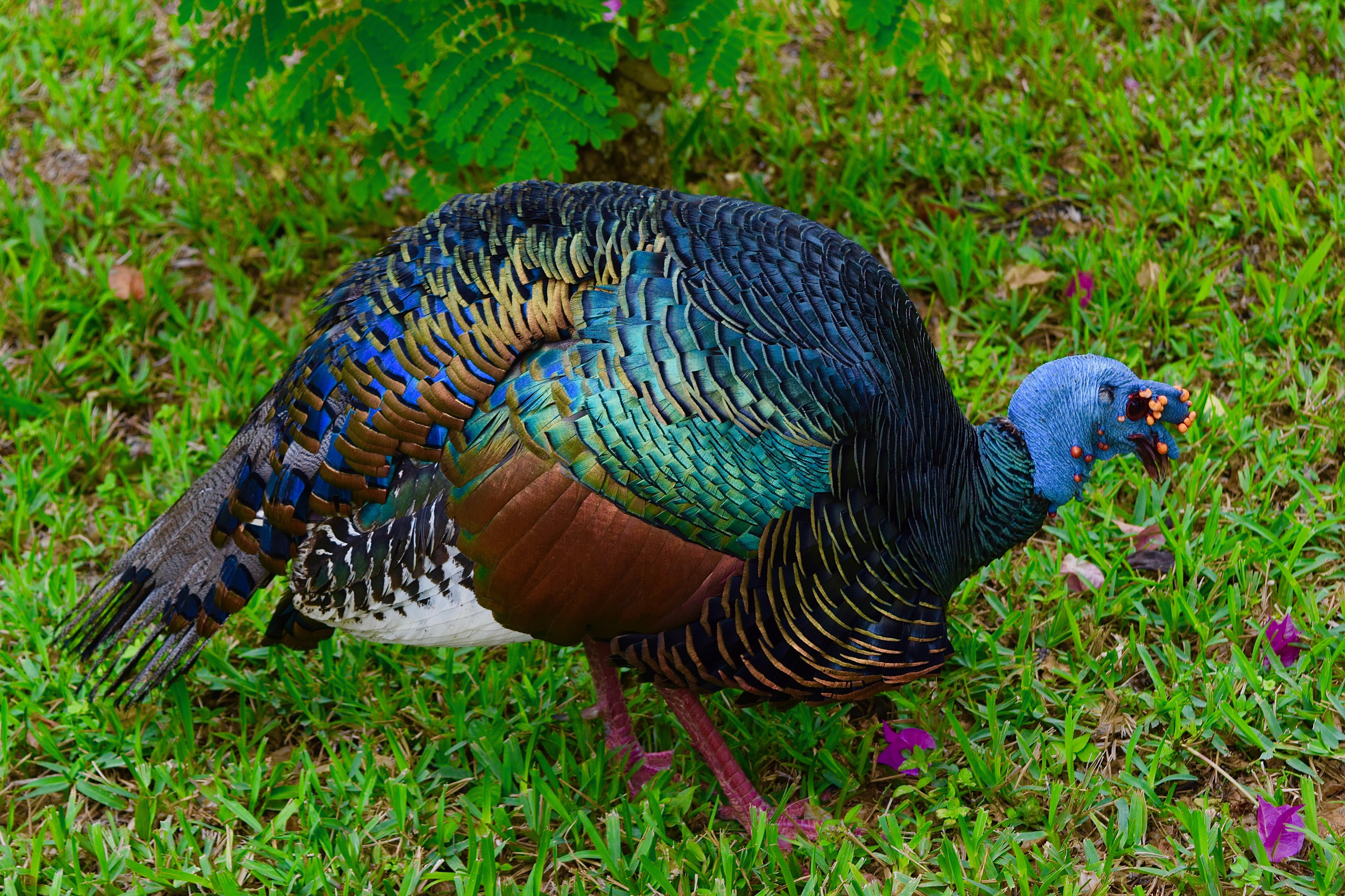 🔥 Endangered ocellated turkey. This exceptionally vibrant turkey