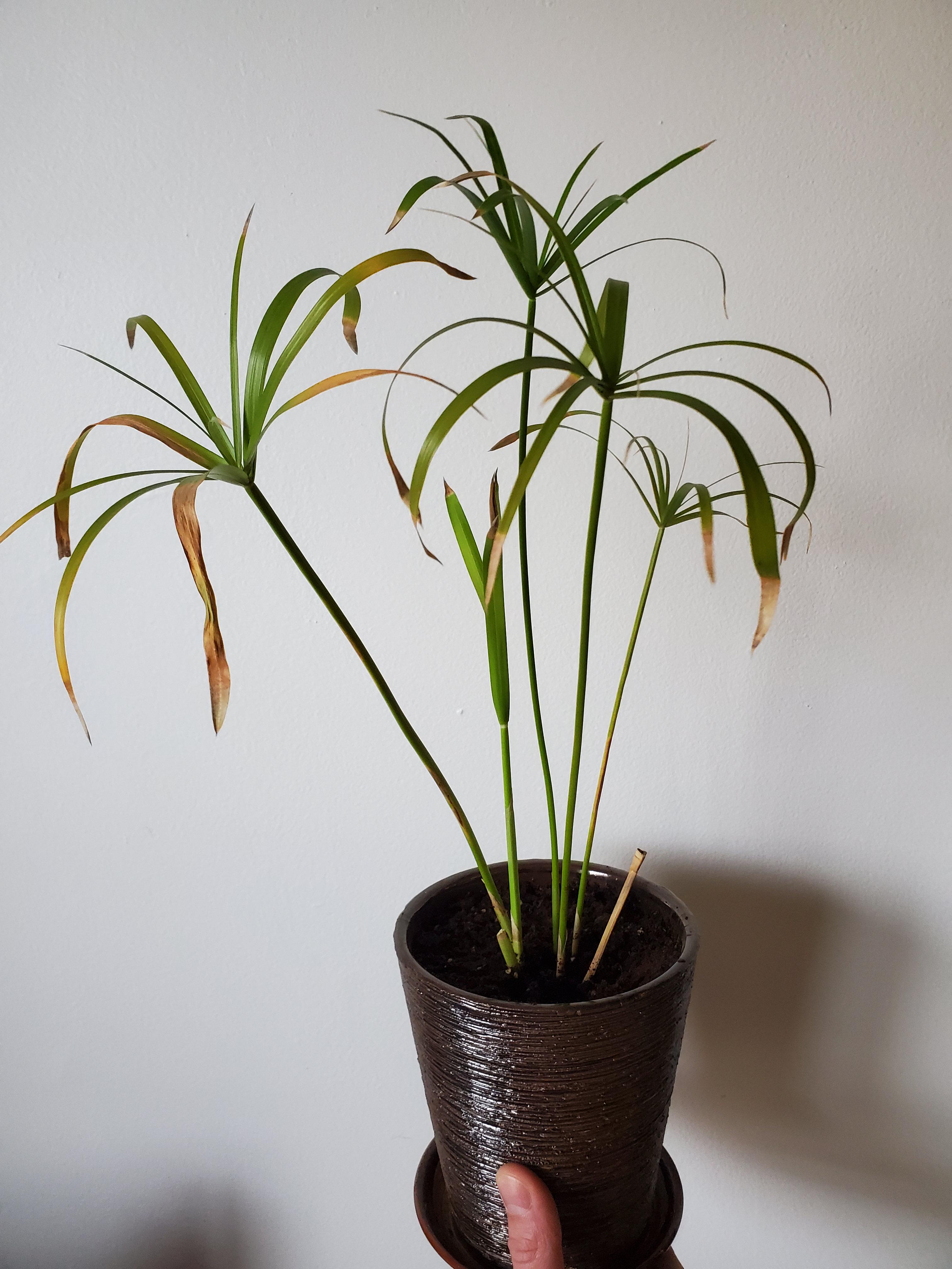 King Tut Resurrection r/plantclinic