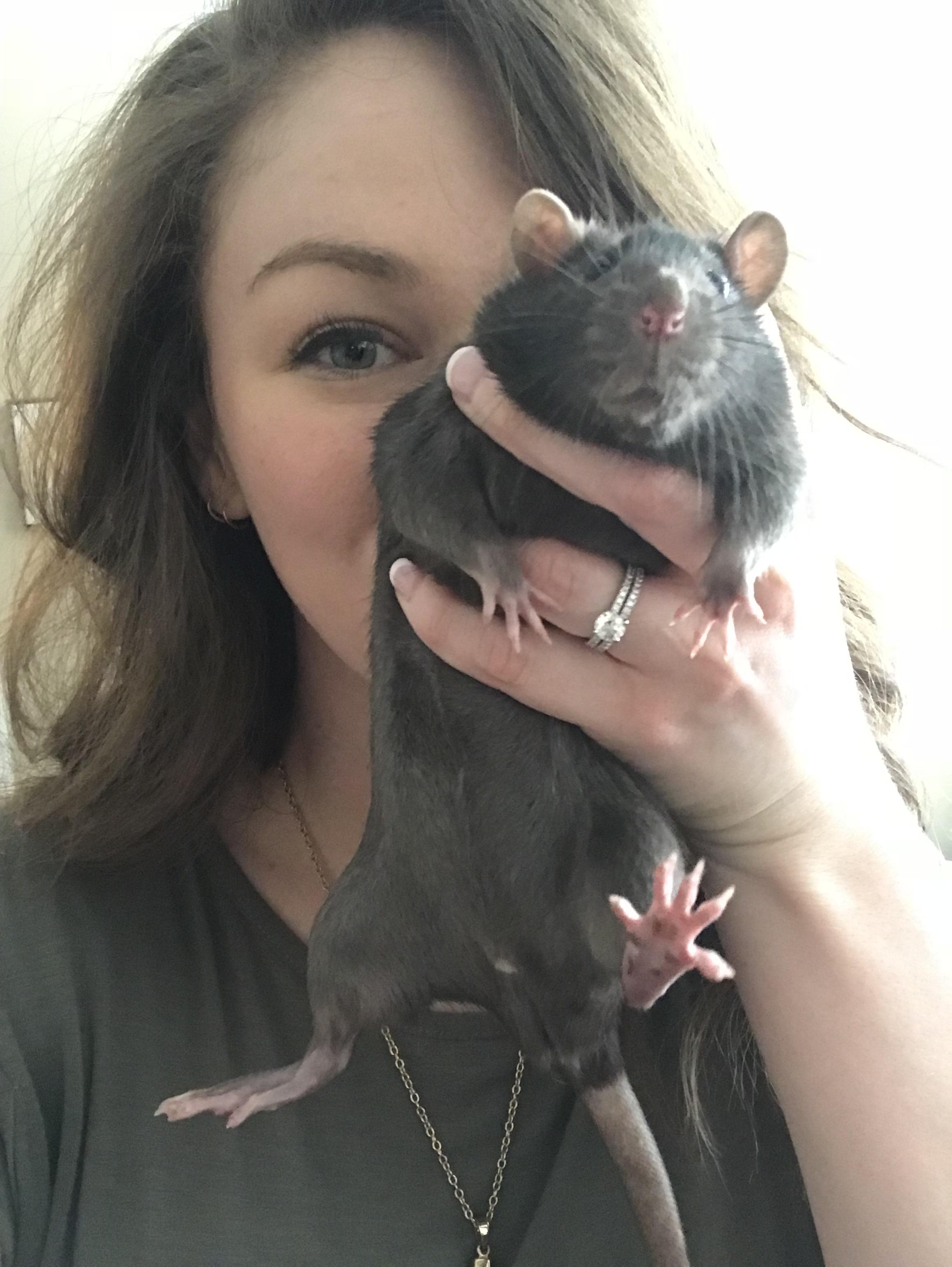 Meet my big boy Dudley. r/RATS