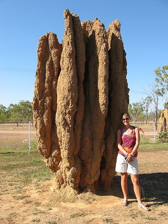 Termite hills are actually rather large r/HumanForScale