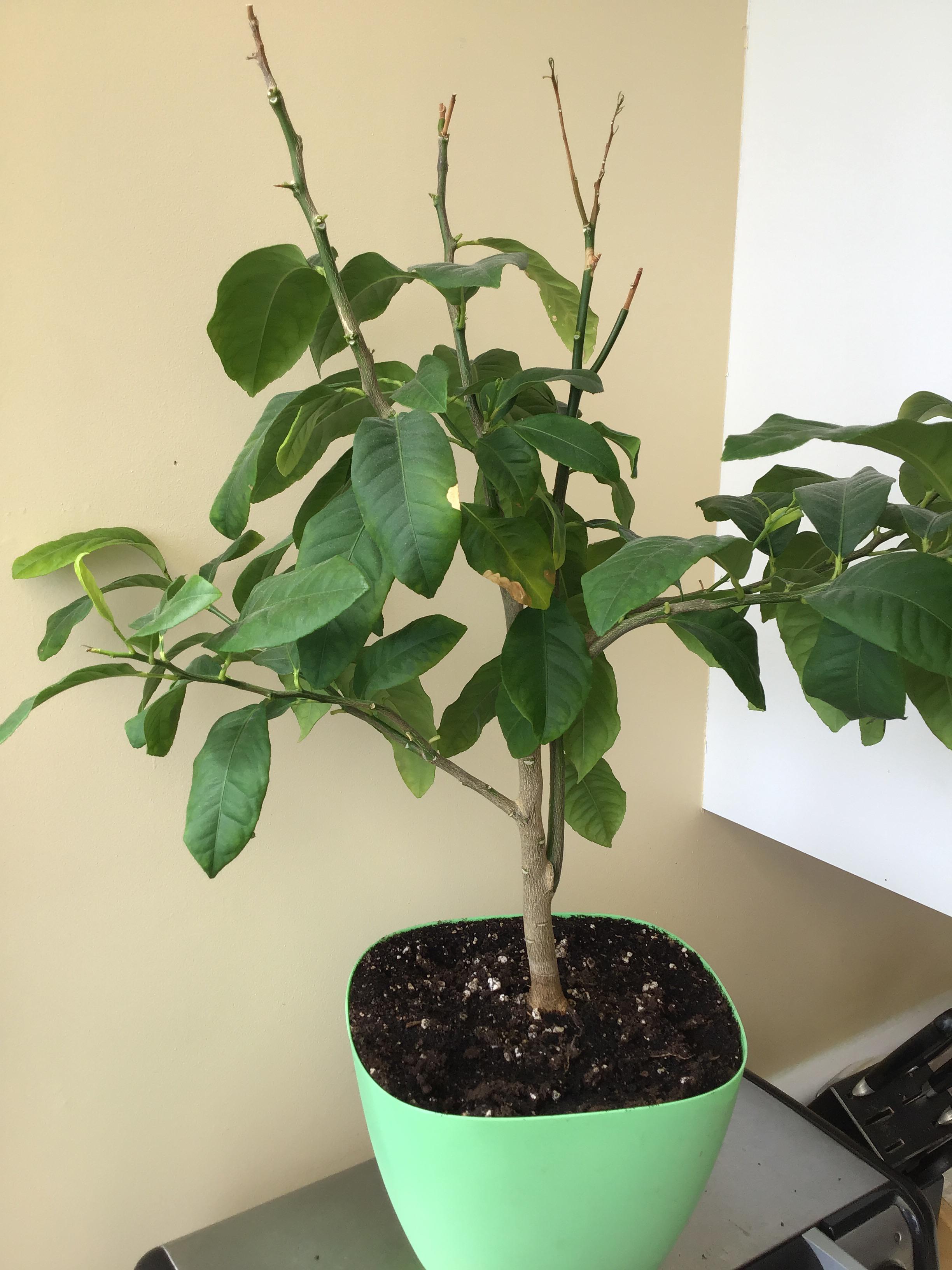 Leaves dropping off my lemon tree and have brown spotshelp please r