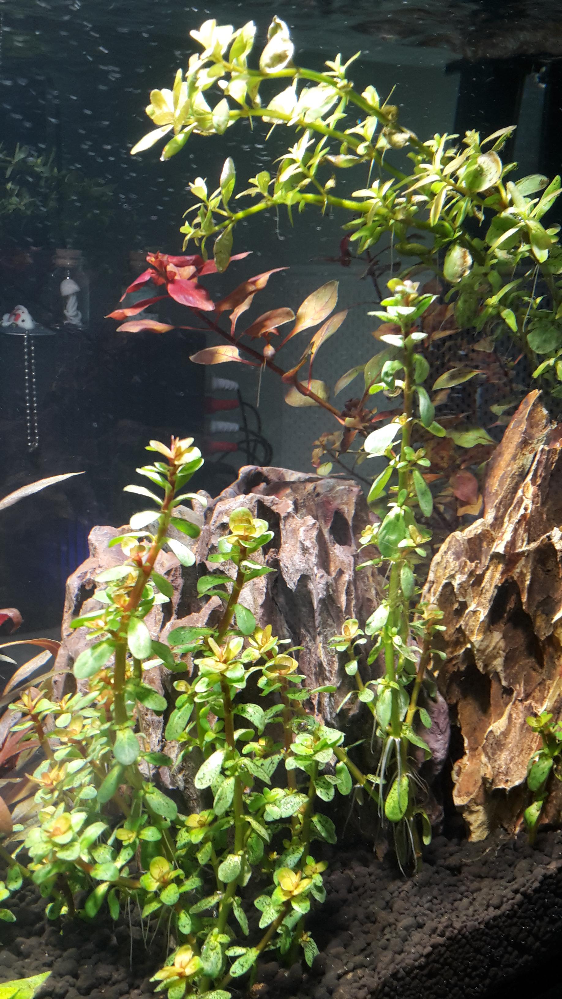 Why are Rotala rotundifolia, Amania sp. bonsai, Ludwigia sp. supre red