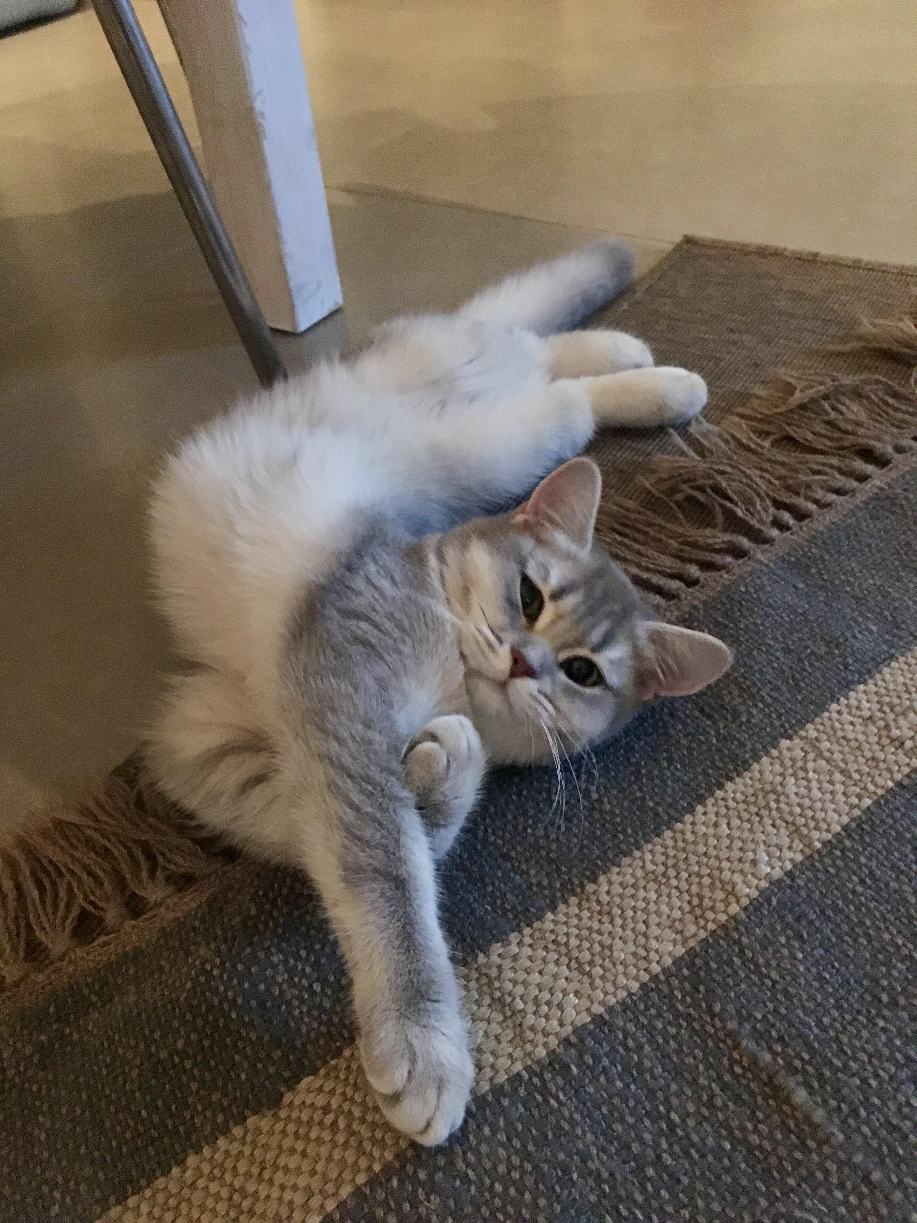 I think my cat is broken r/cats