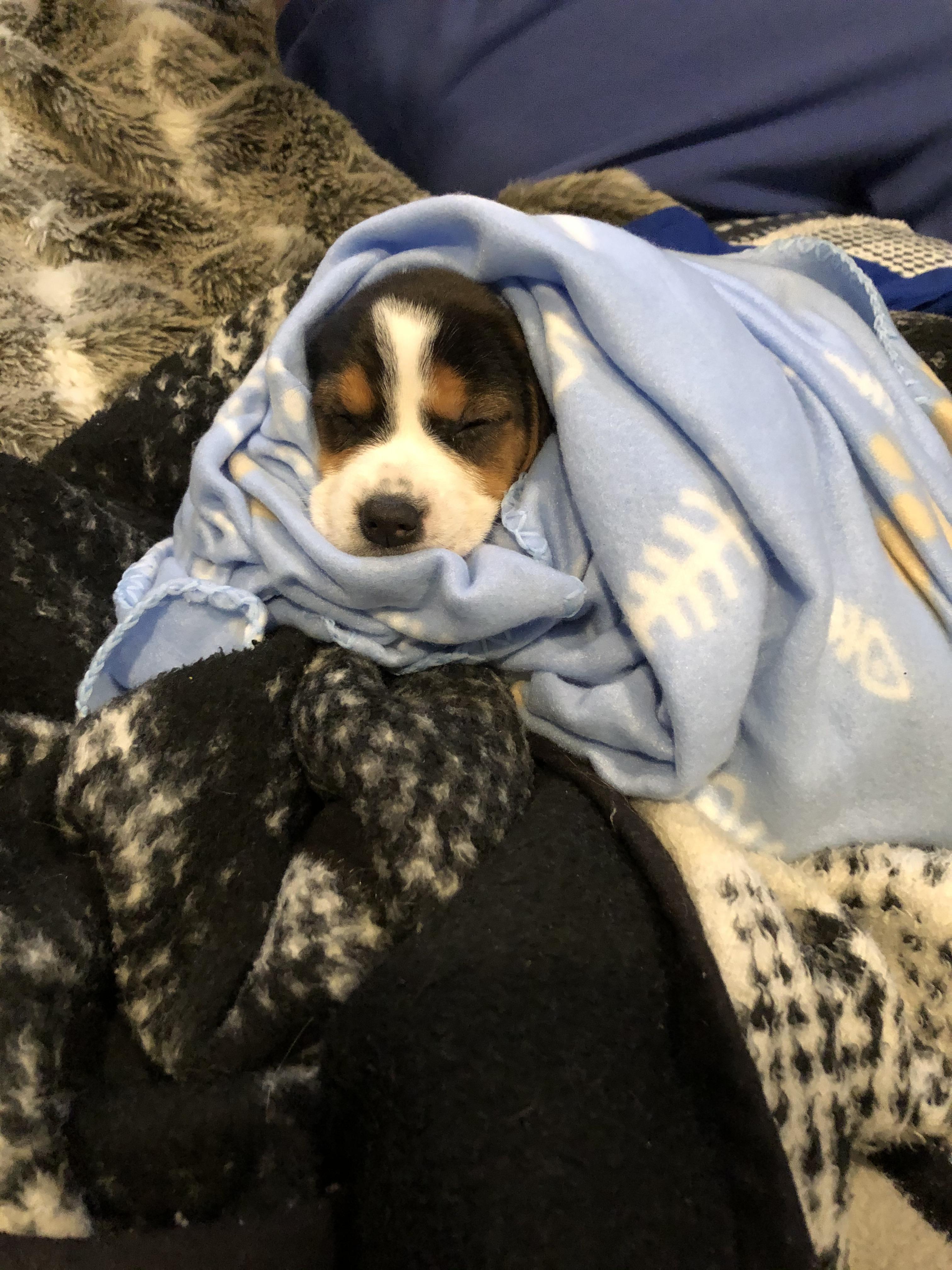 She loves her blanket r/beagle