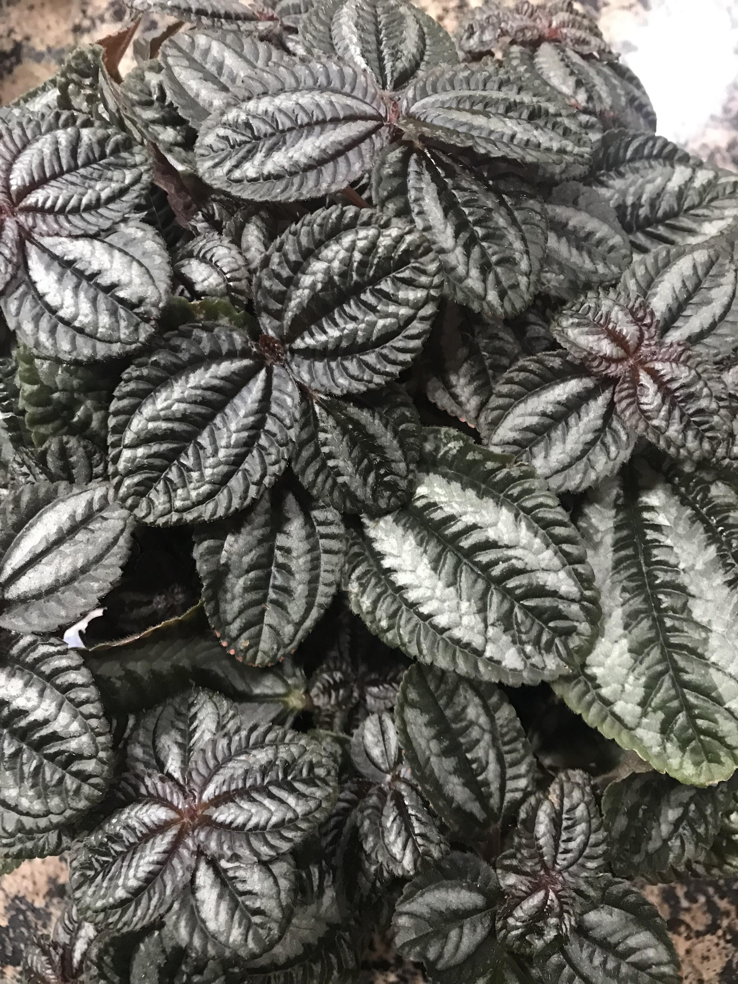 The textures of my Bronze Pilea are just so I could stare at