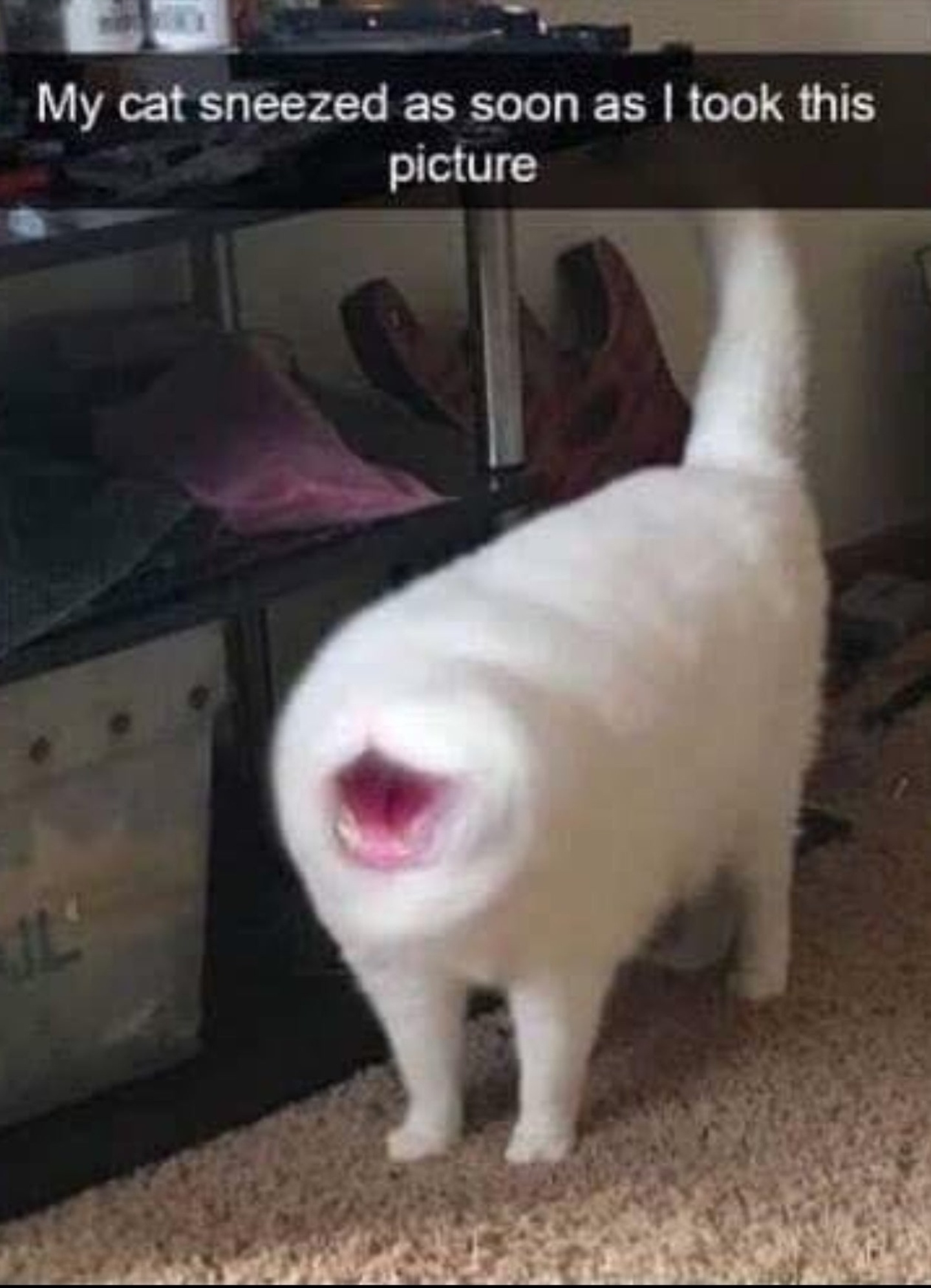 AAAAAAAA r/AAAAAAAAAAAAAAAAA