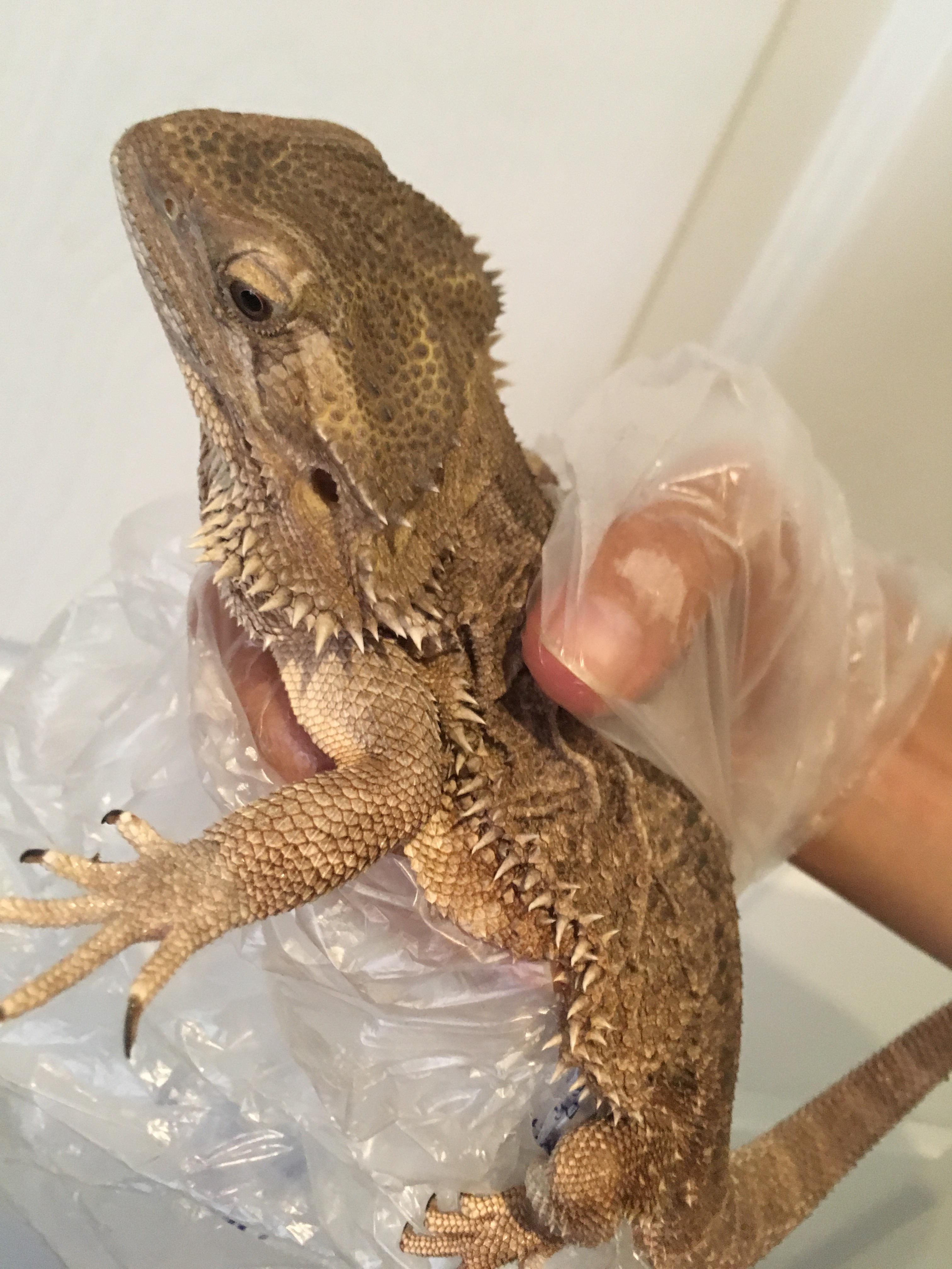 Found bearded dragon. Is it too skinny? r/BeardedDragon