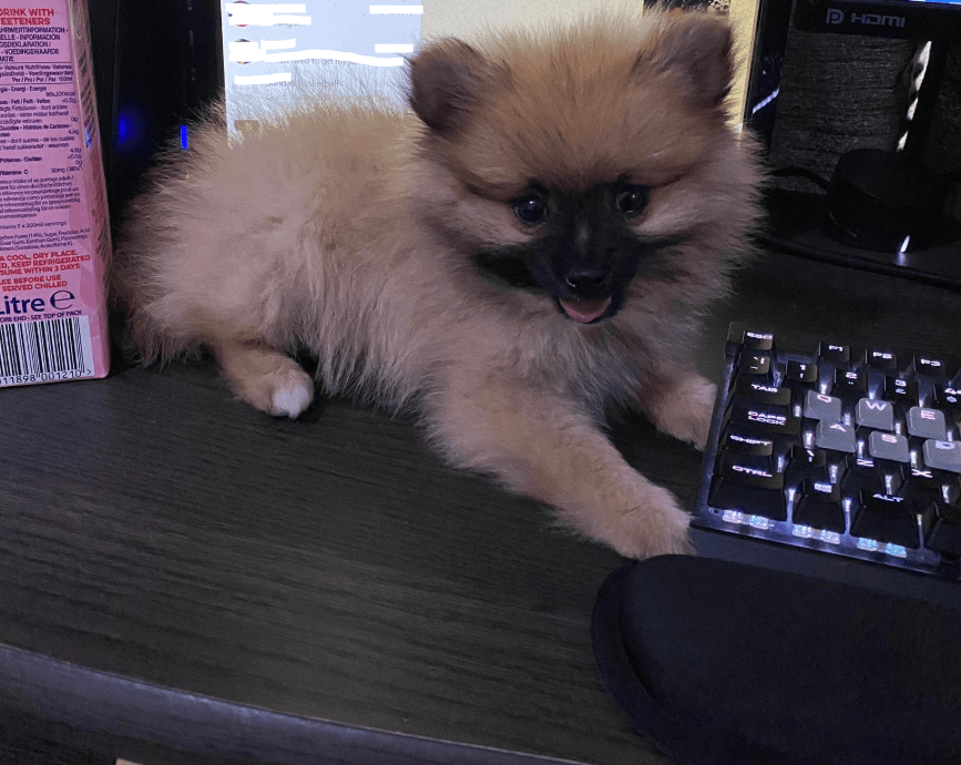 He loves to watch me scroll through Reddit Pomeranians