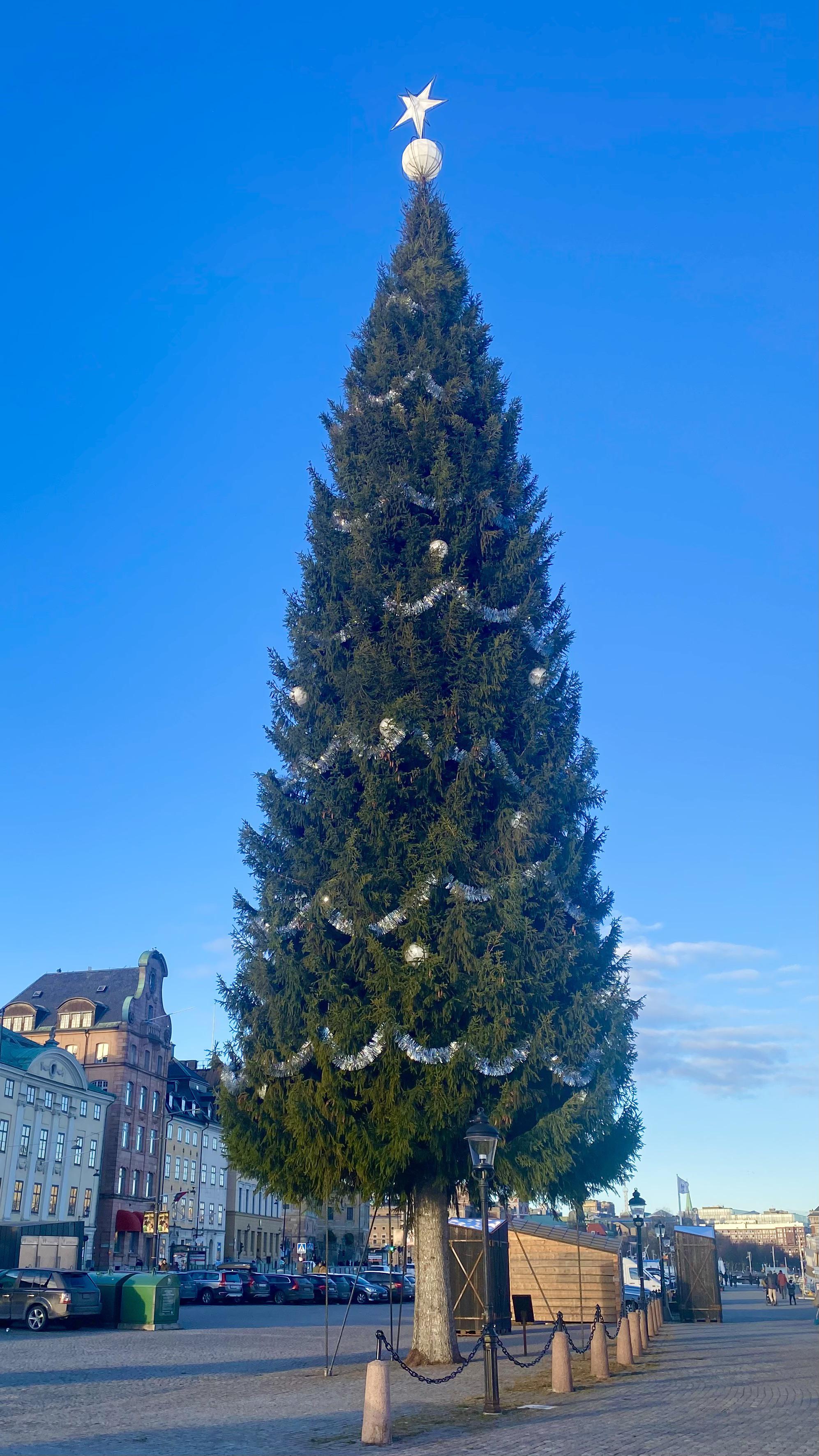 Is kinnevik tree in Stockholm is the tallest ‘real' christmas tree in the world ? r/stockholm