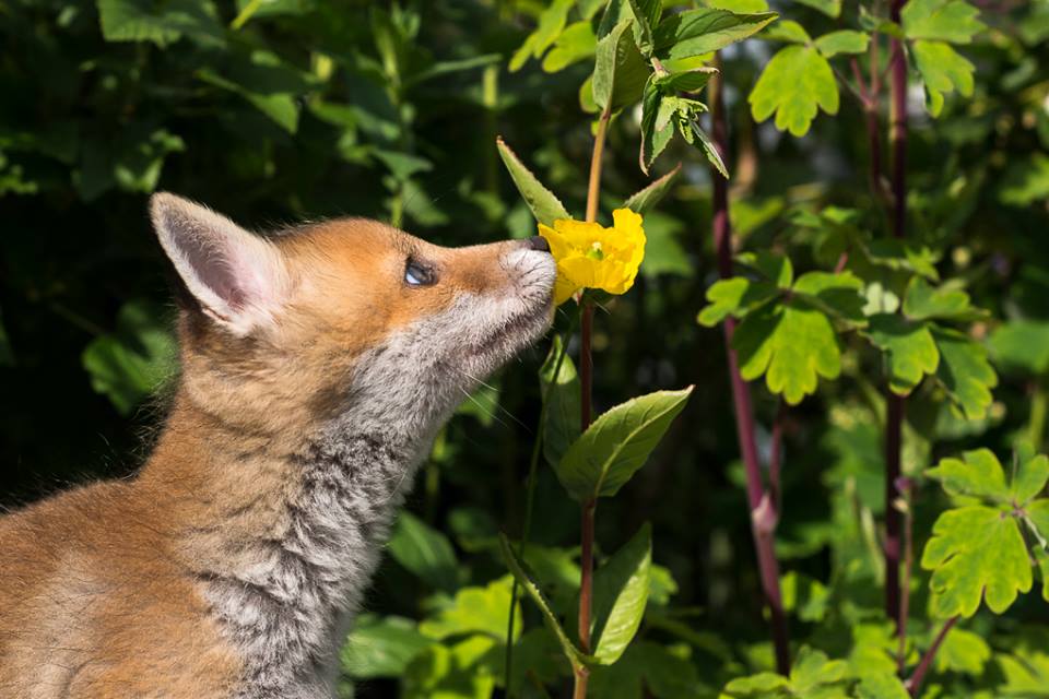 The fox and the flower photograph by Richard Bowler r/foxes