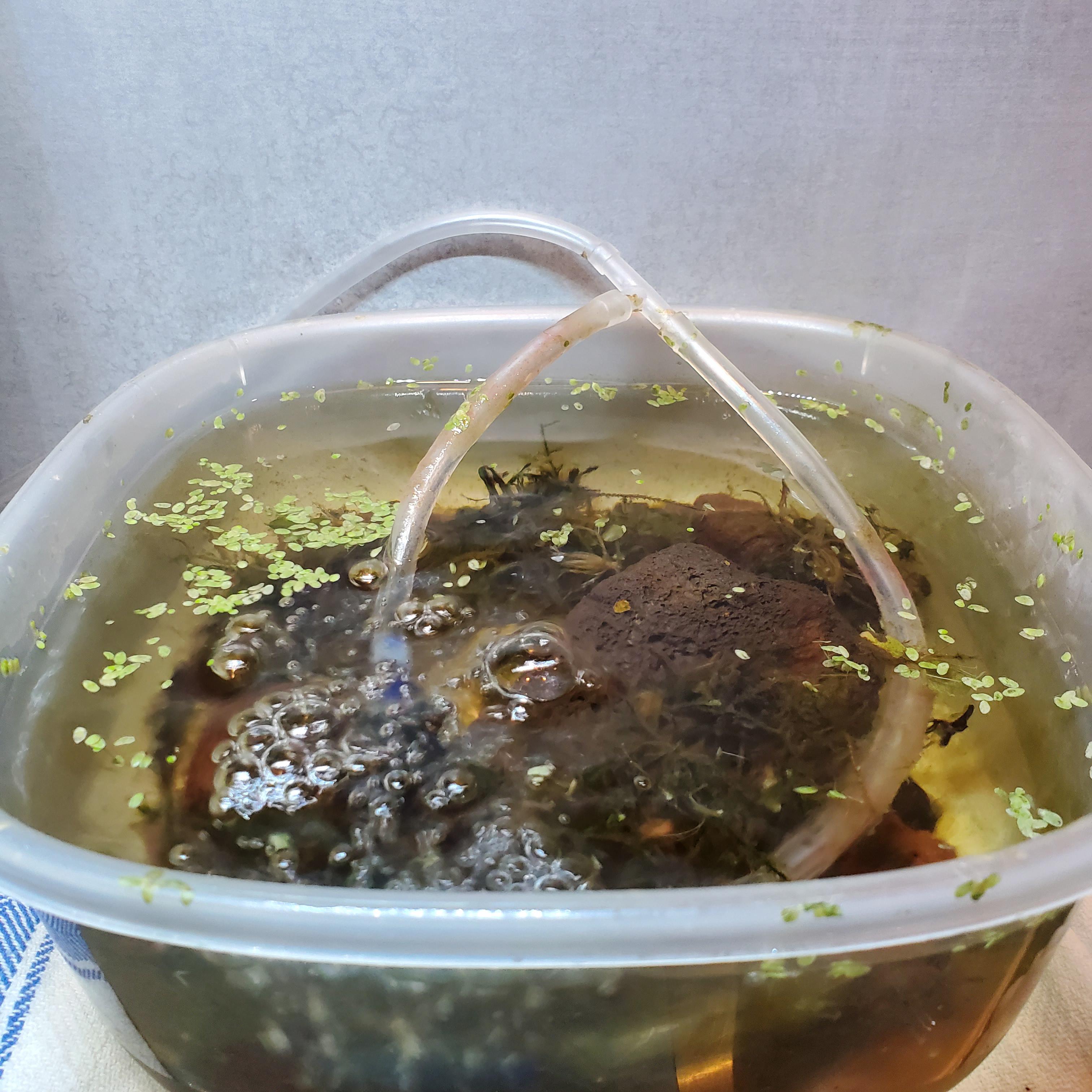 behold... my disappointing ability to kill duckweed. I was trying to