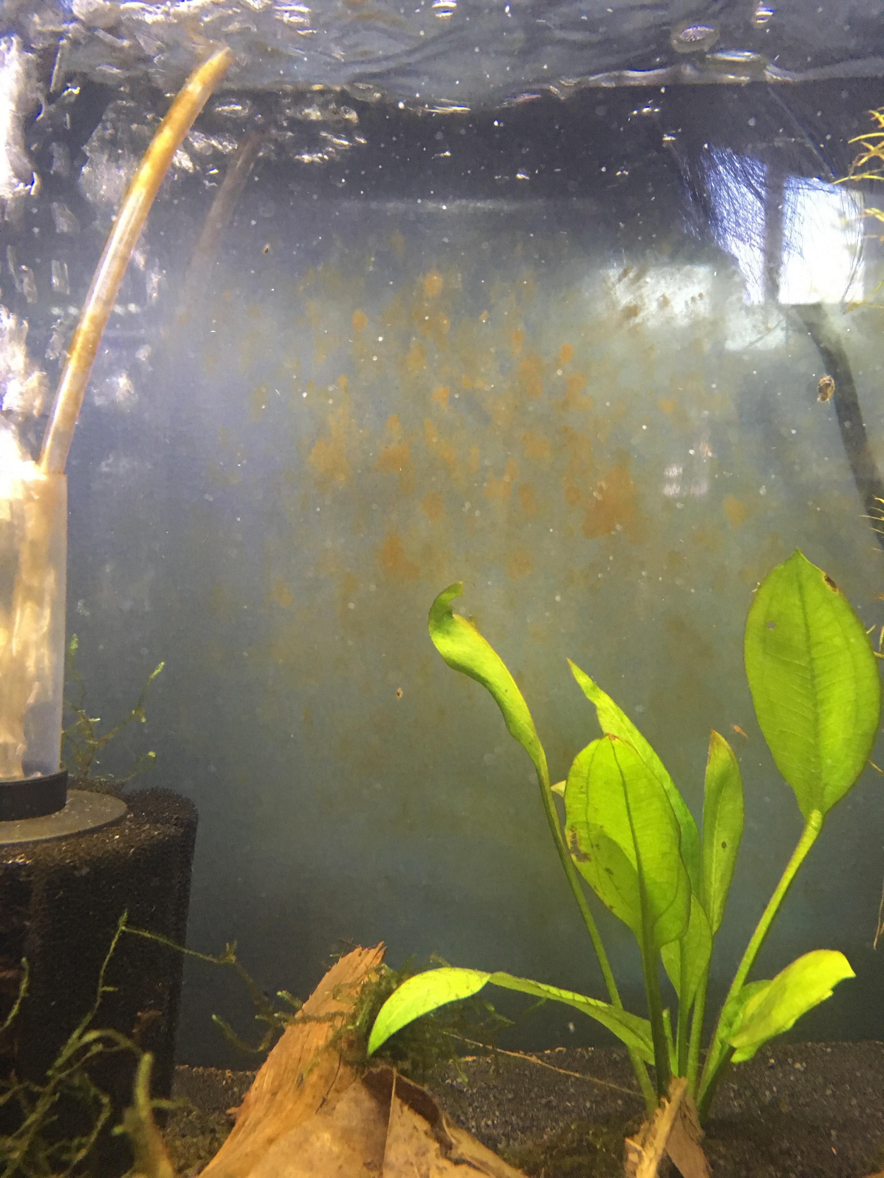 How To Remove Algae From Aquarium Glass - Aquarium Views