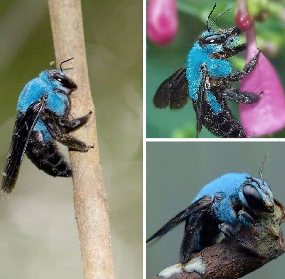 Just saw this today. Bumblebees come in blue now. Rare Blue Carpenter