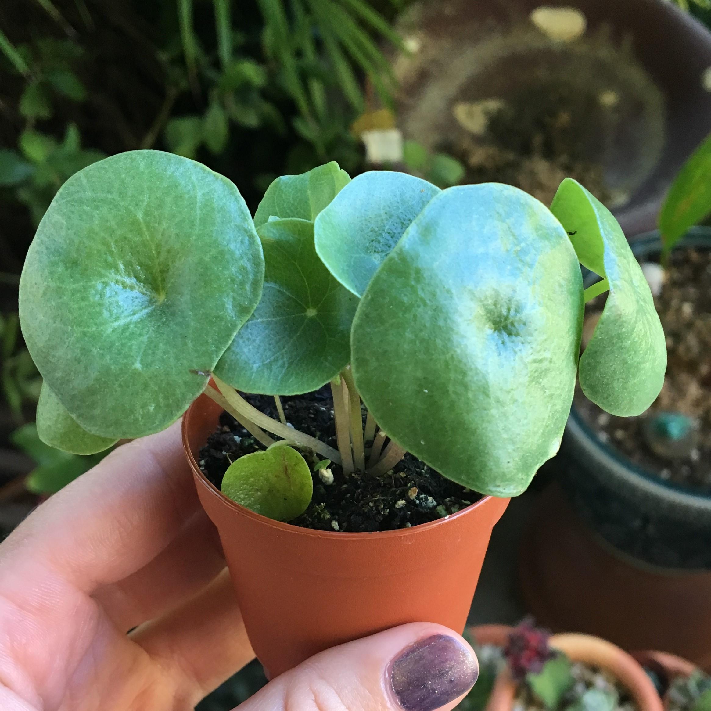 [South Florida, Zone 10b] [Indoor] Bought out of a unmarked mix at a