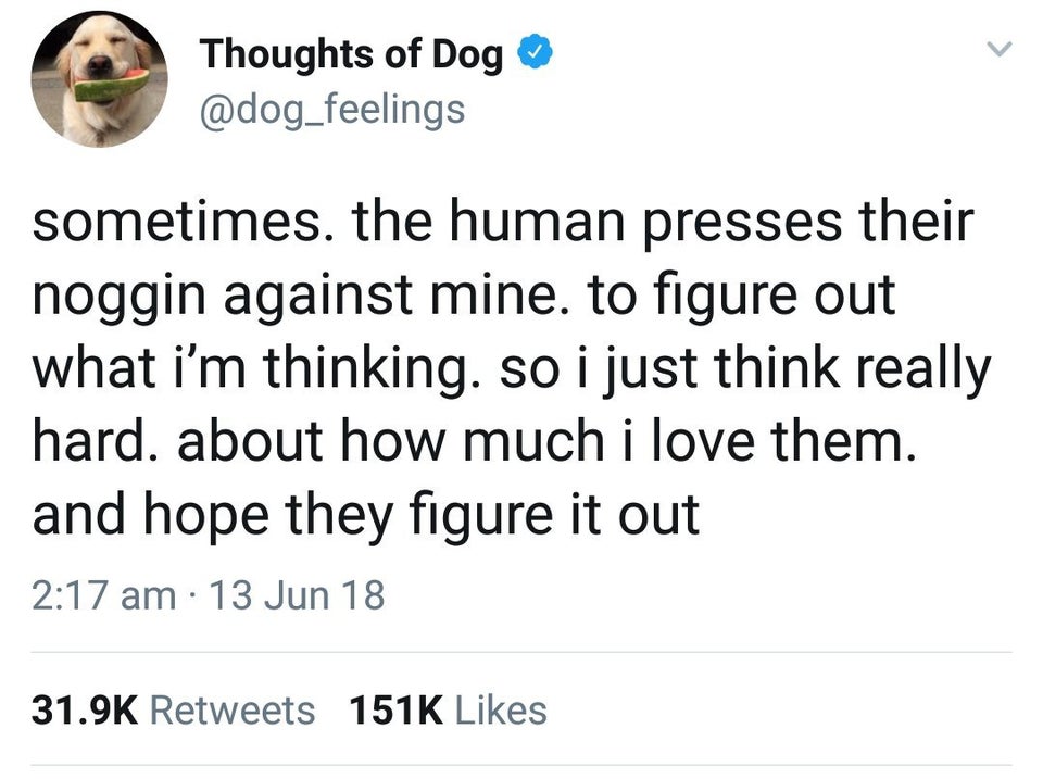 i love all of my dogs so so so much r/MadeMeSmile