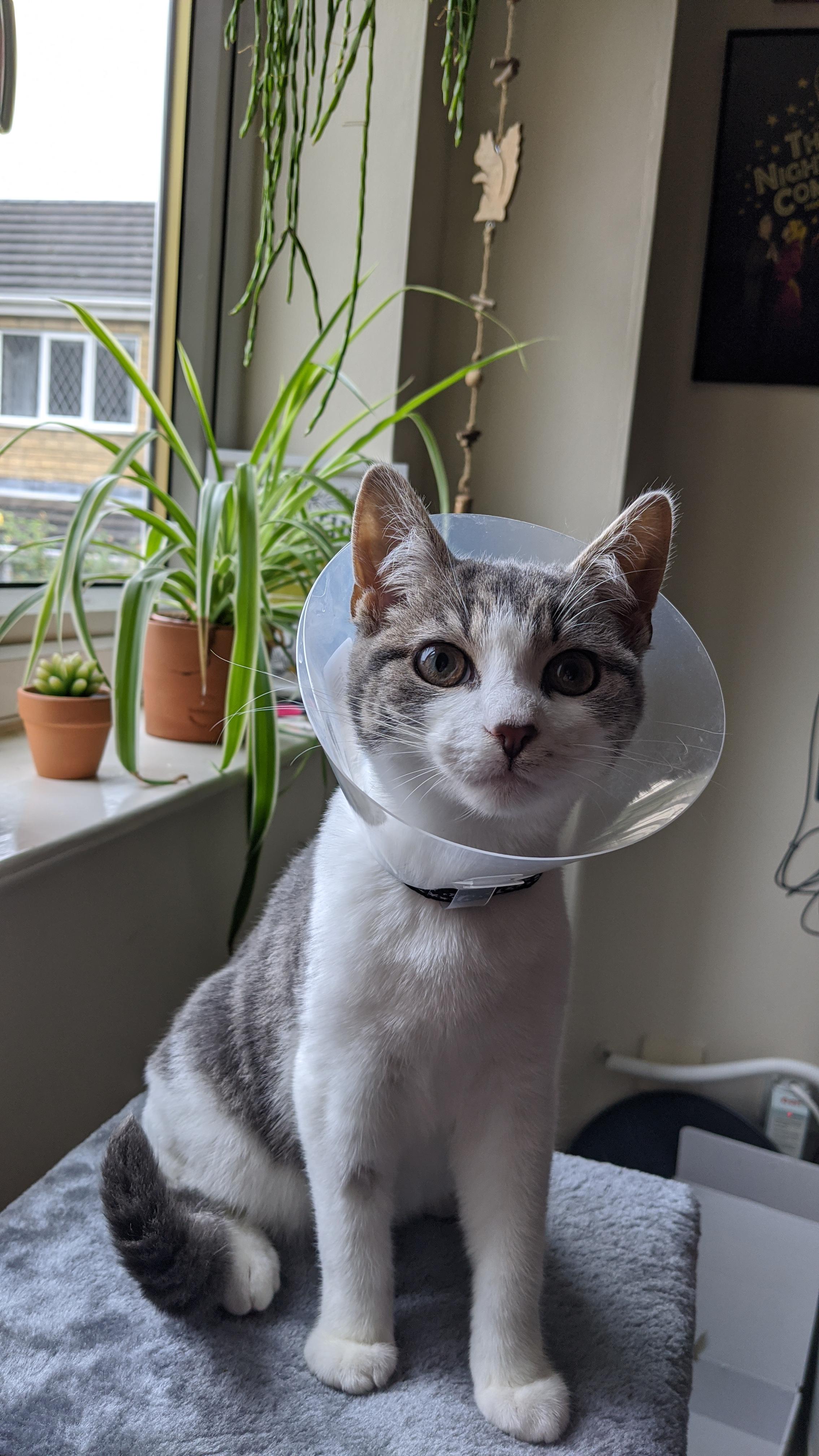 Dave looking cute in his cone of shame, post neuter r/cats