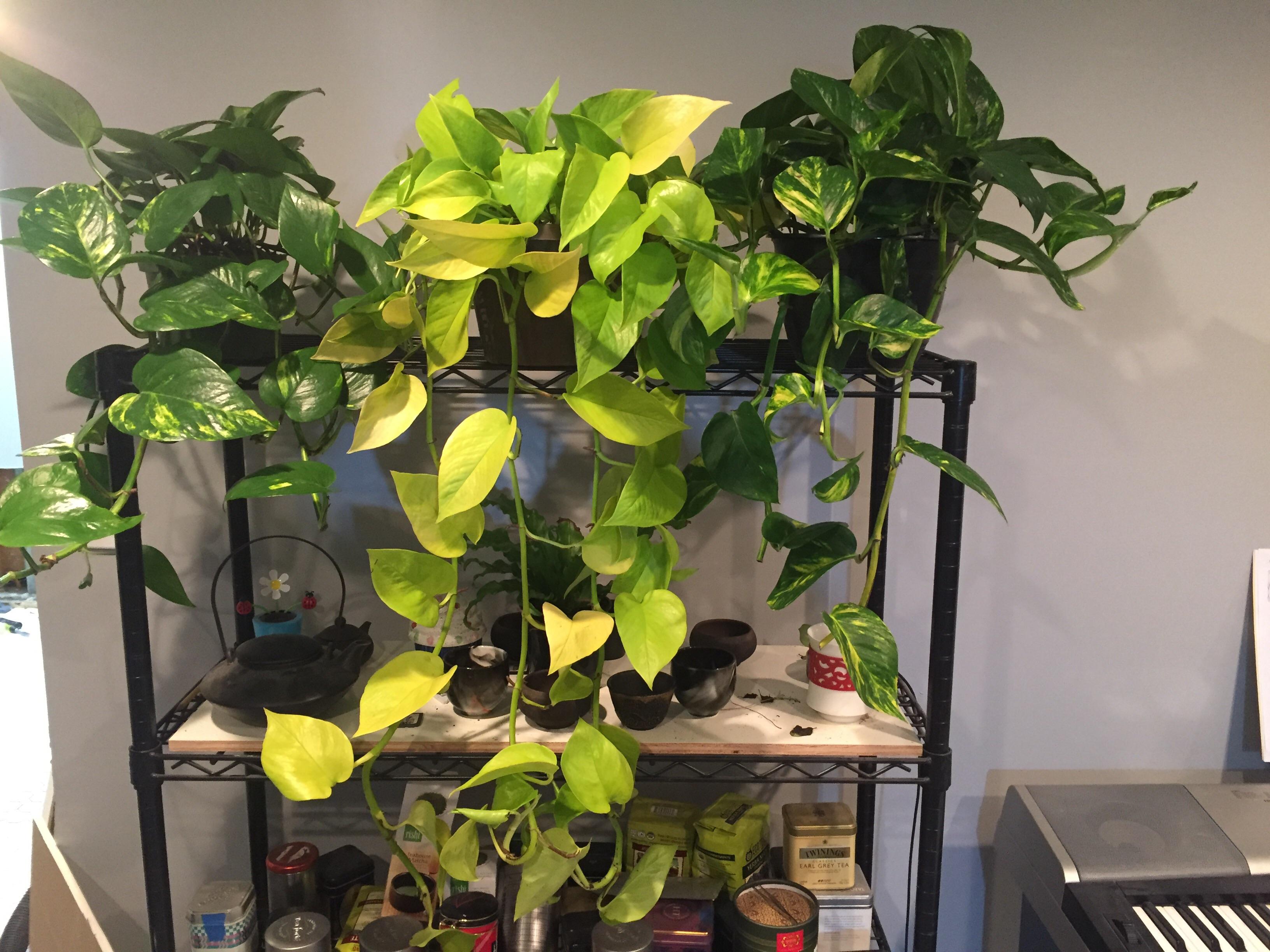 Happy pothos family feat. My messy tea shelf