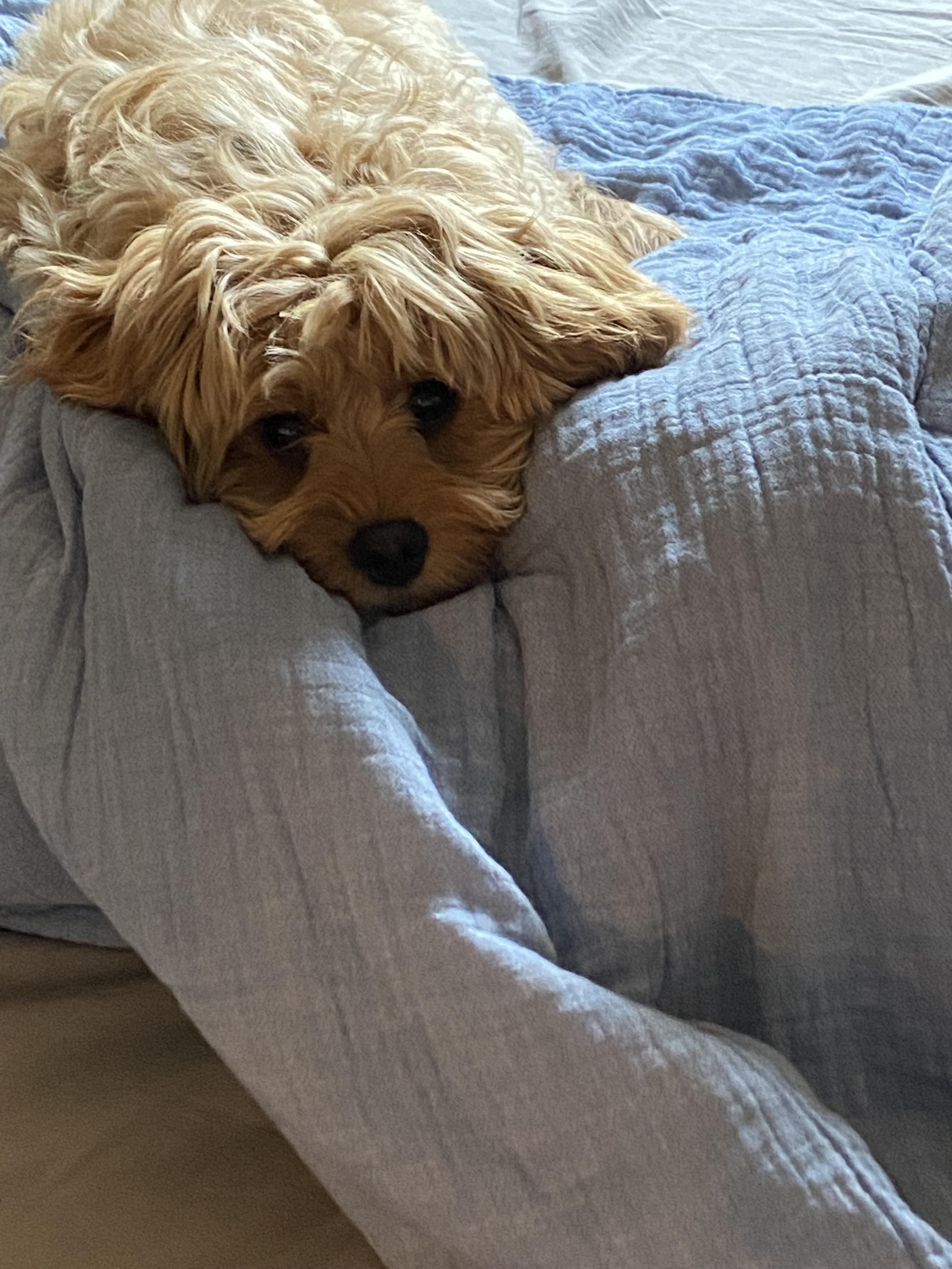Butter’s “Let’s stay in bed” look r/CavaPoo