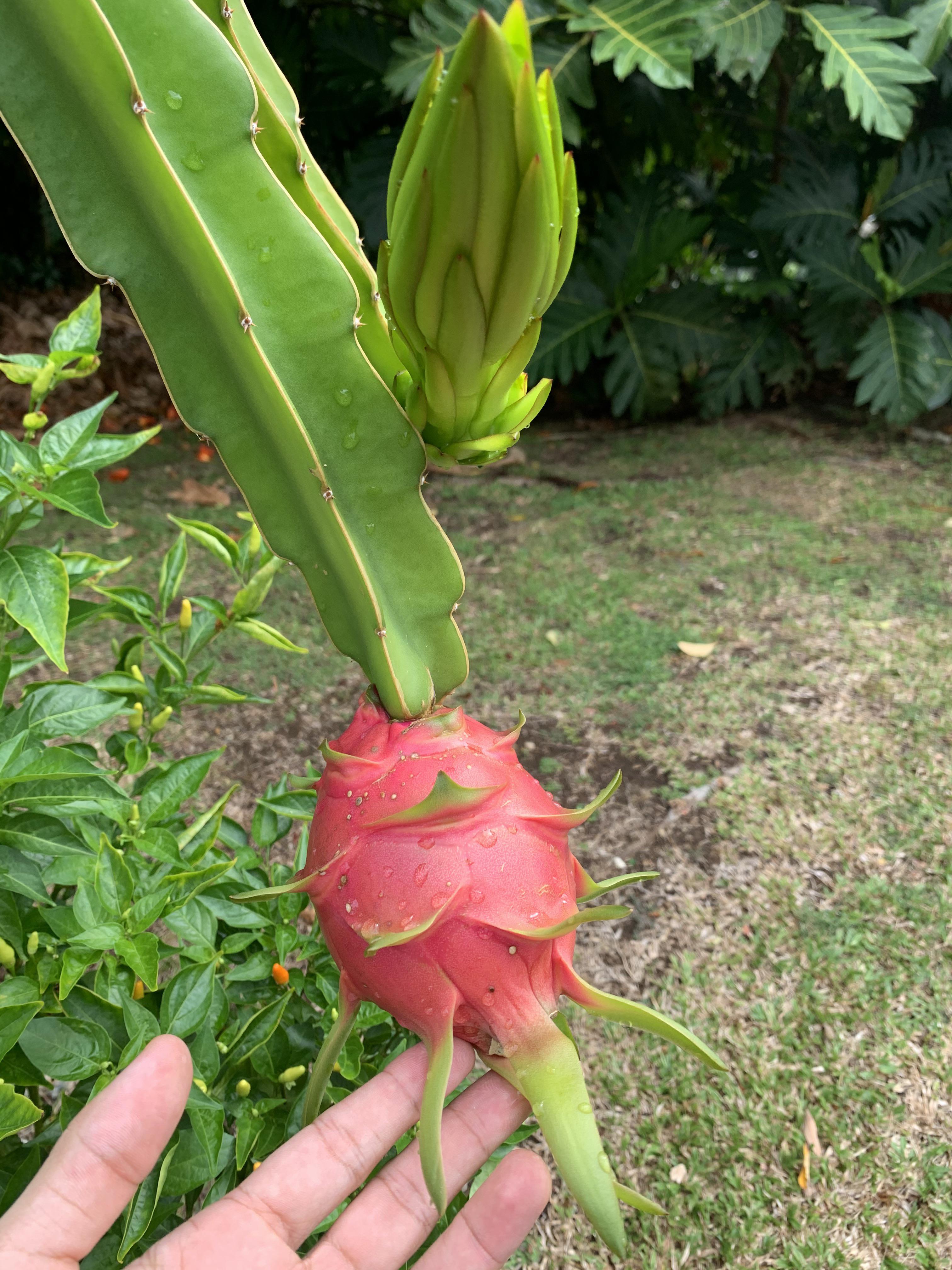 My dragon fruit plant is producing for the first time r/gardening