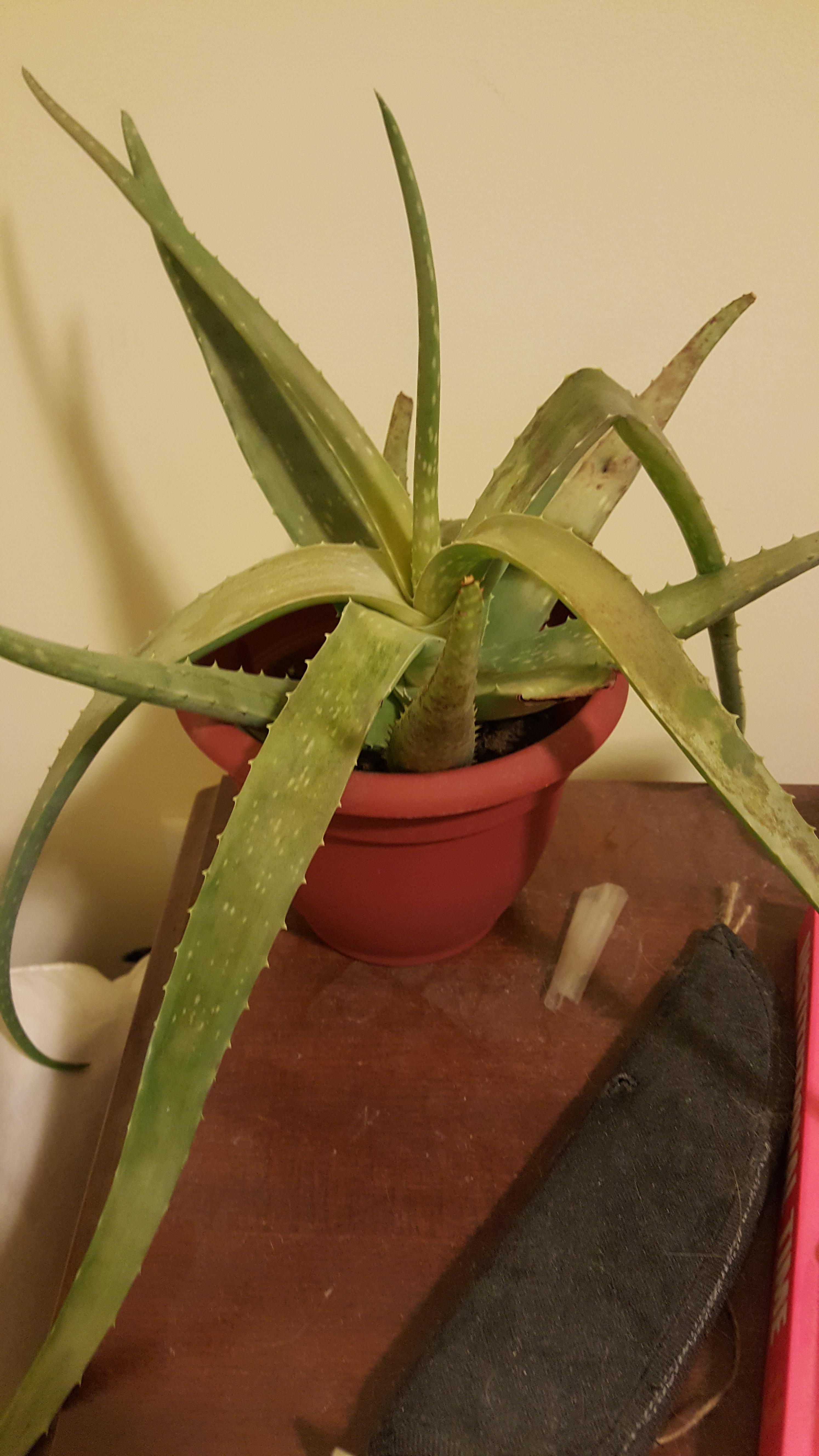 How to revive this aloe? r/succulents