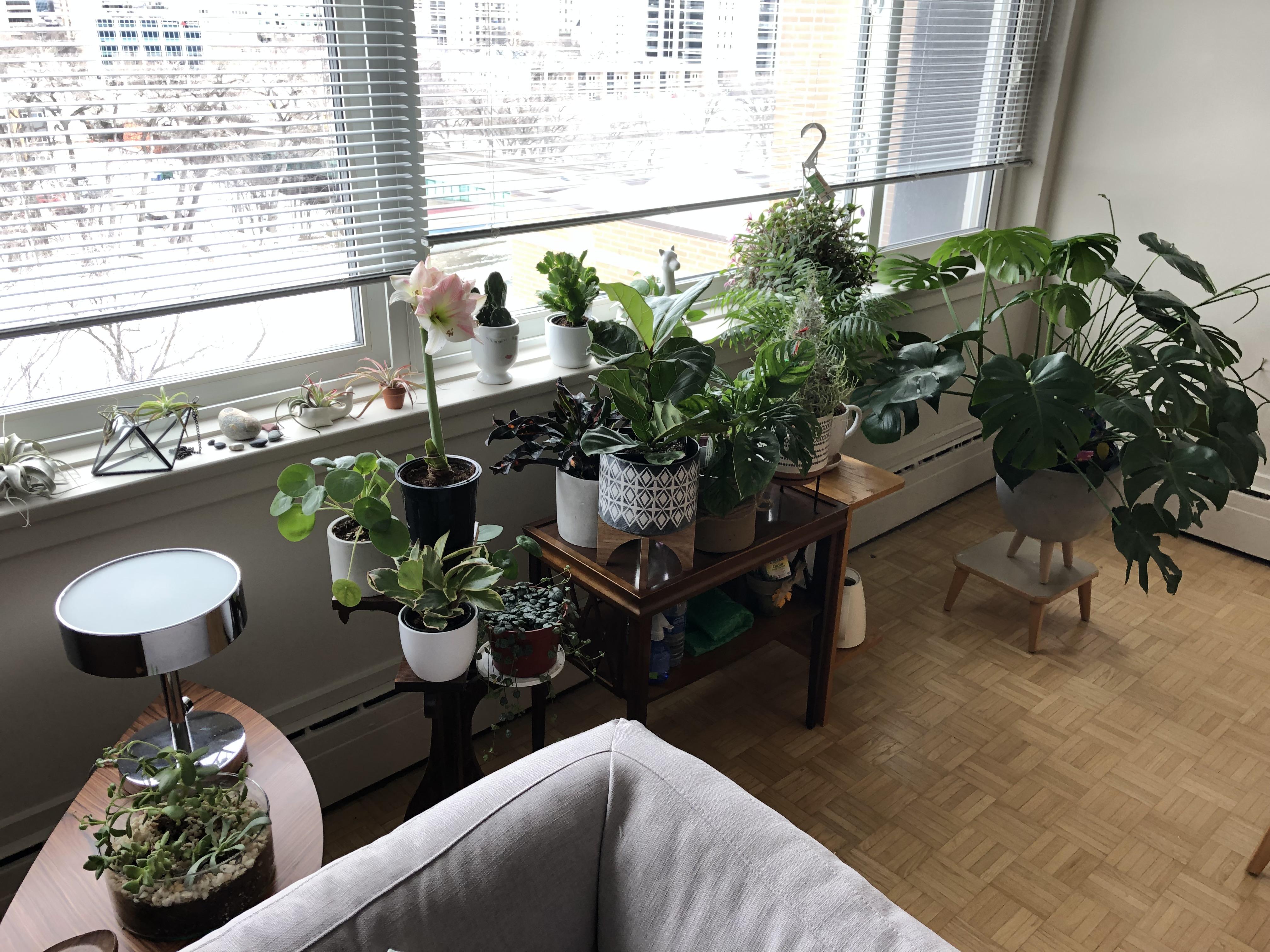 My apartment’s plant “corner” r/houseplants