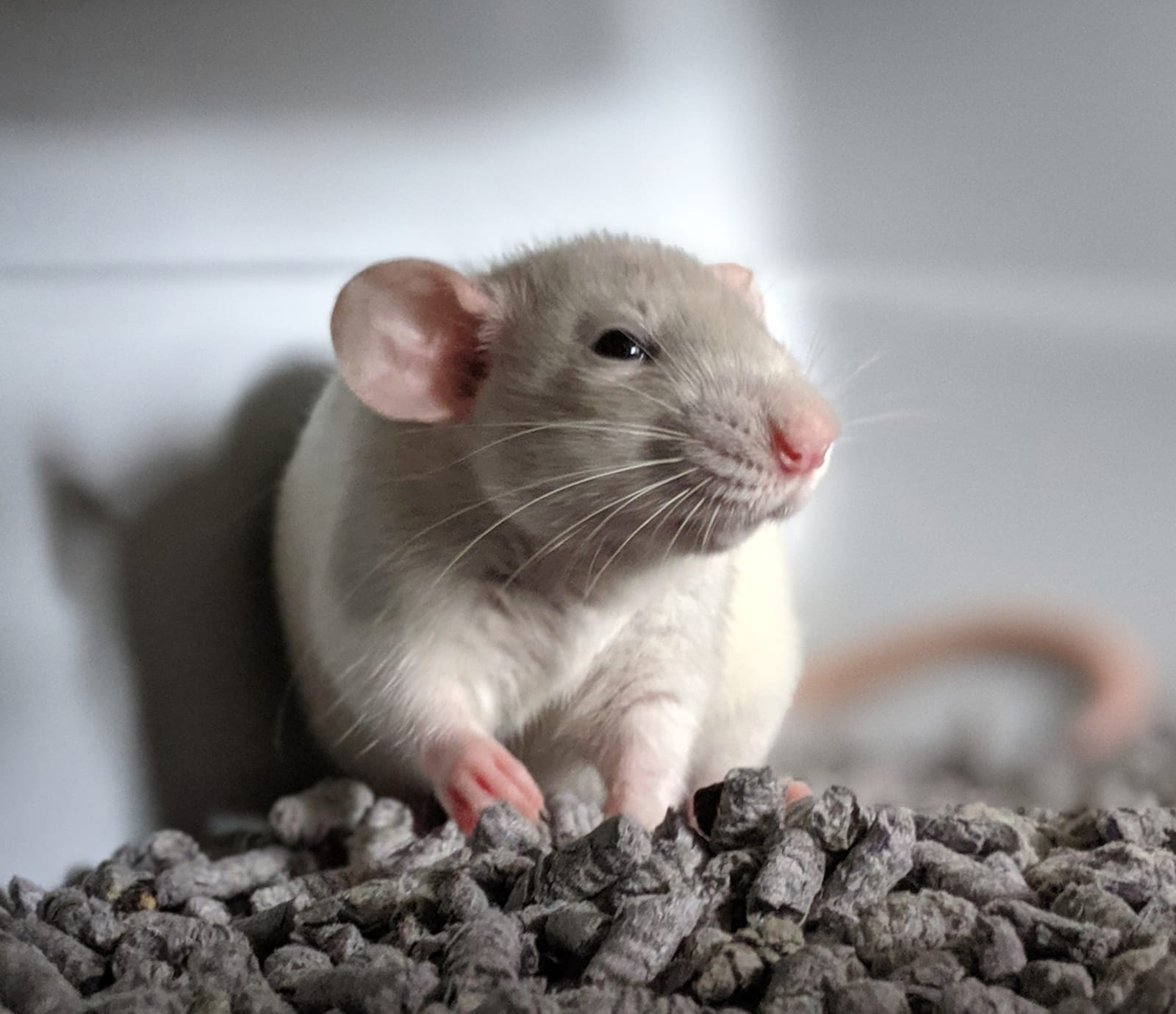 Literally what I look like when I wake up. RATS