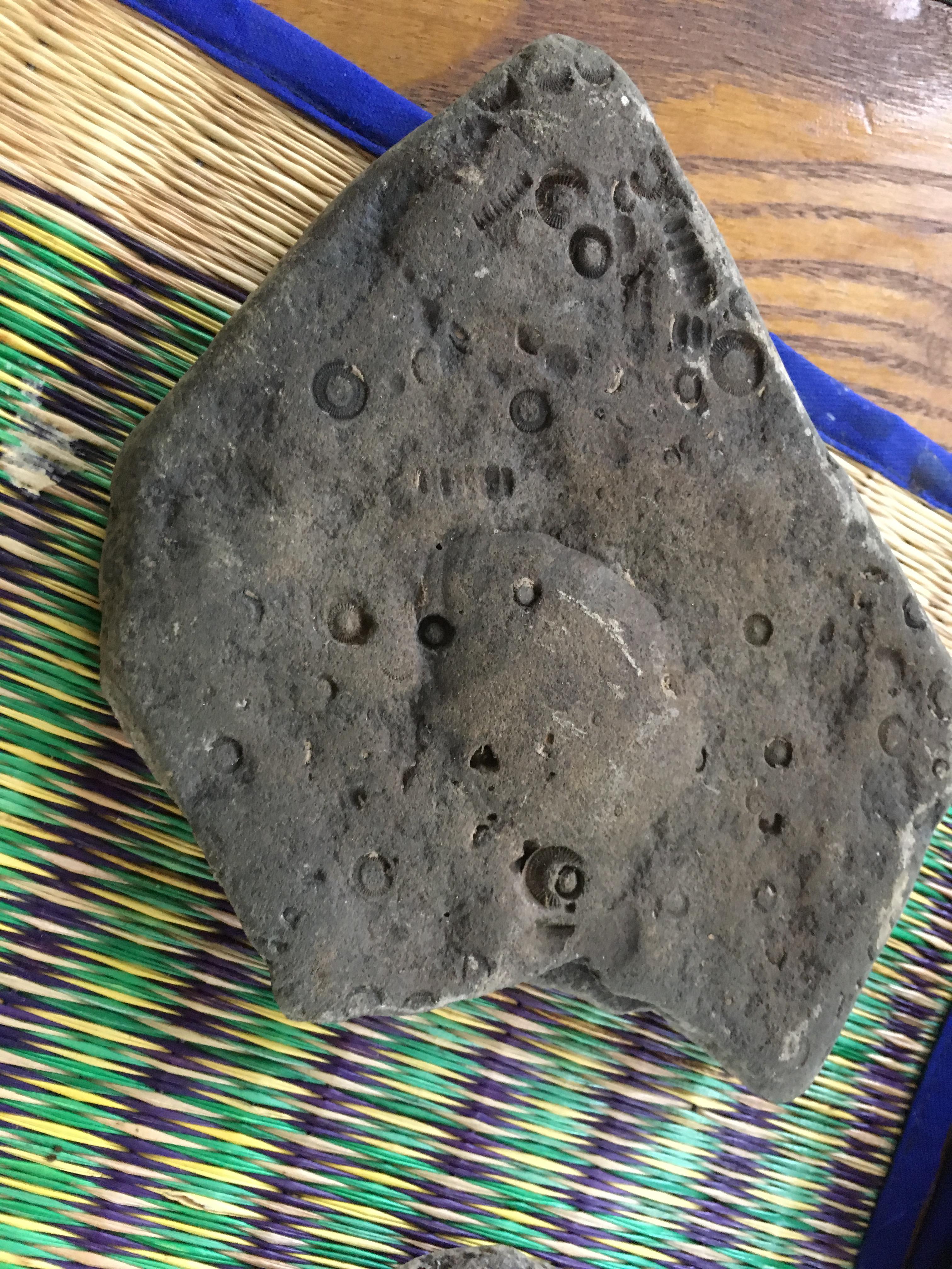 Found near Thornwood, West Virginia r/fossilid