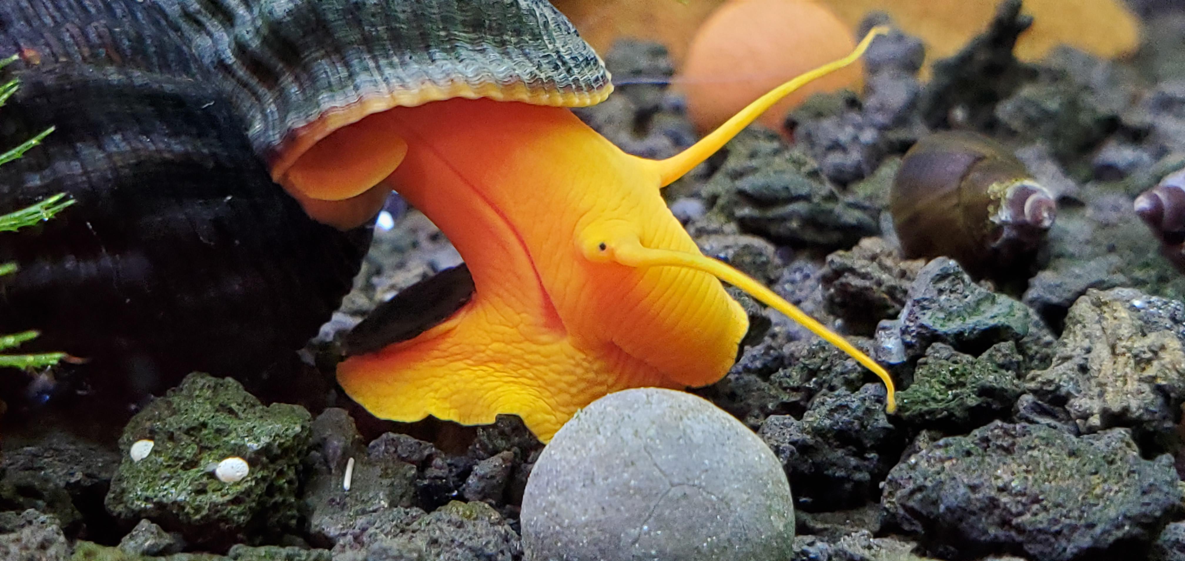 Rabbit snail orange poso r/AquaticSnails