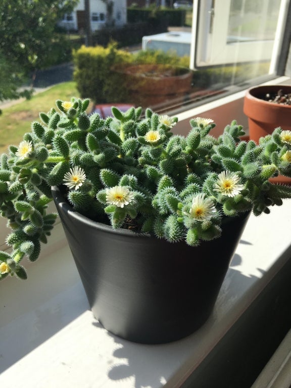 My pickle plant is flowering... plant