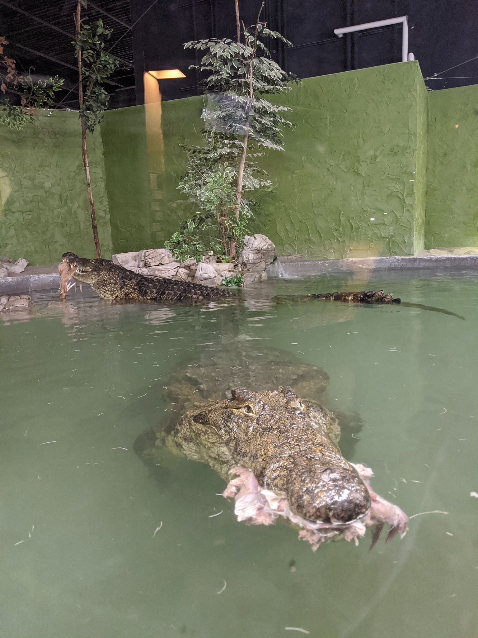 went to my local reptile zoo for the Nile Croc feeding (largest