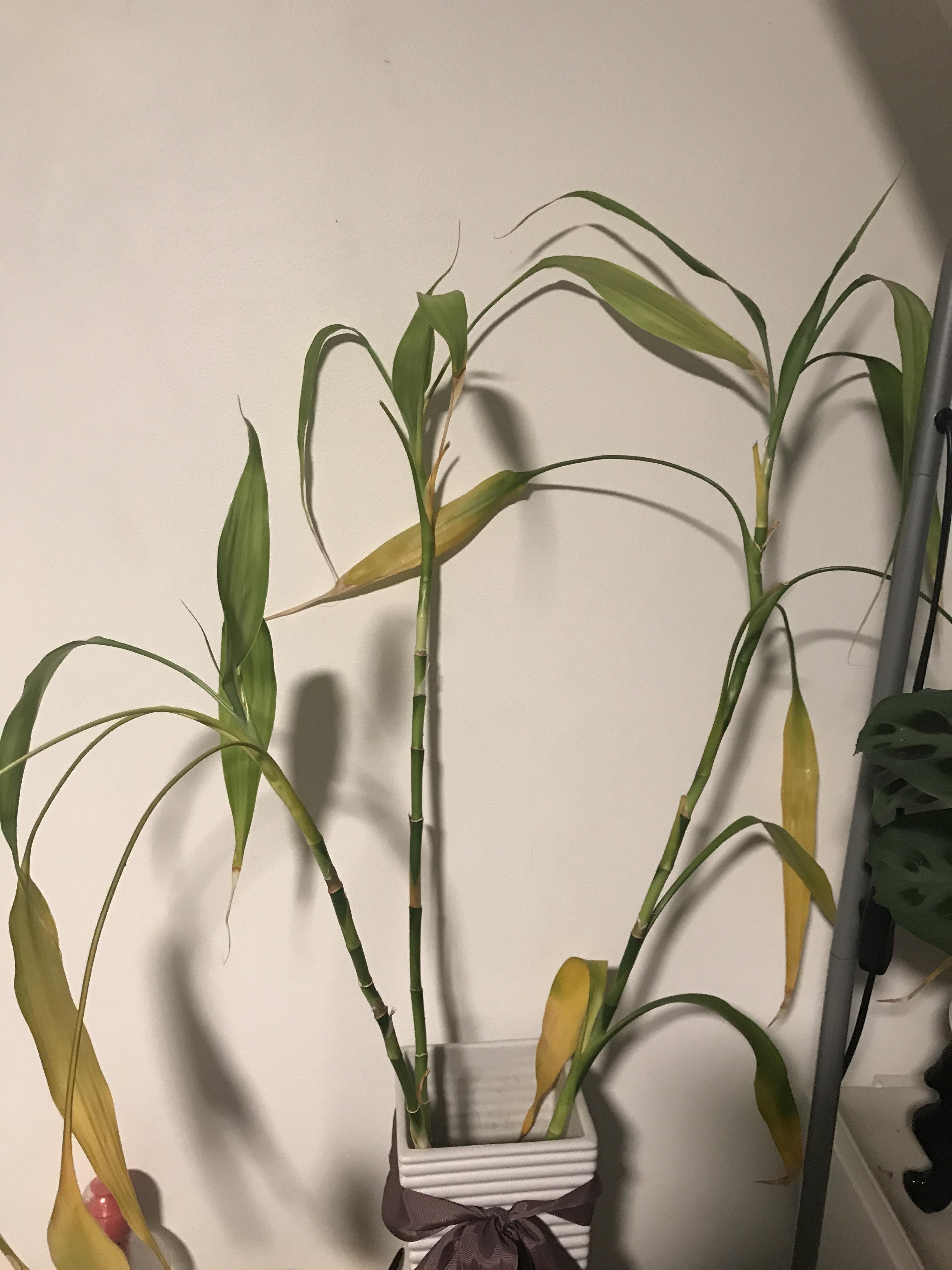 Lucky bamboo weak with yellowing leaves r/plantclinic