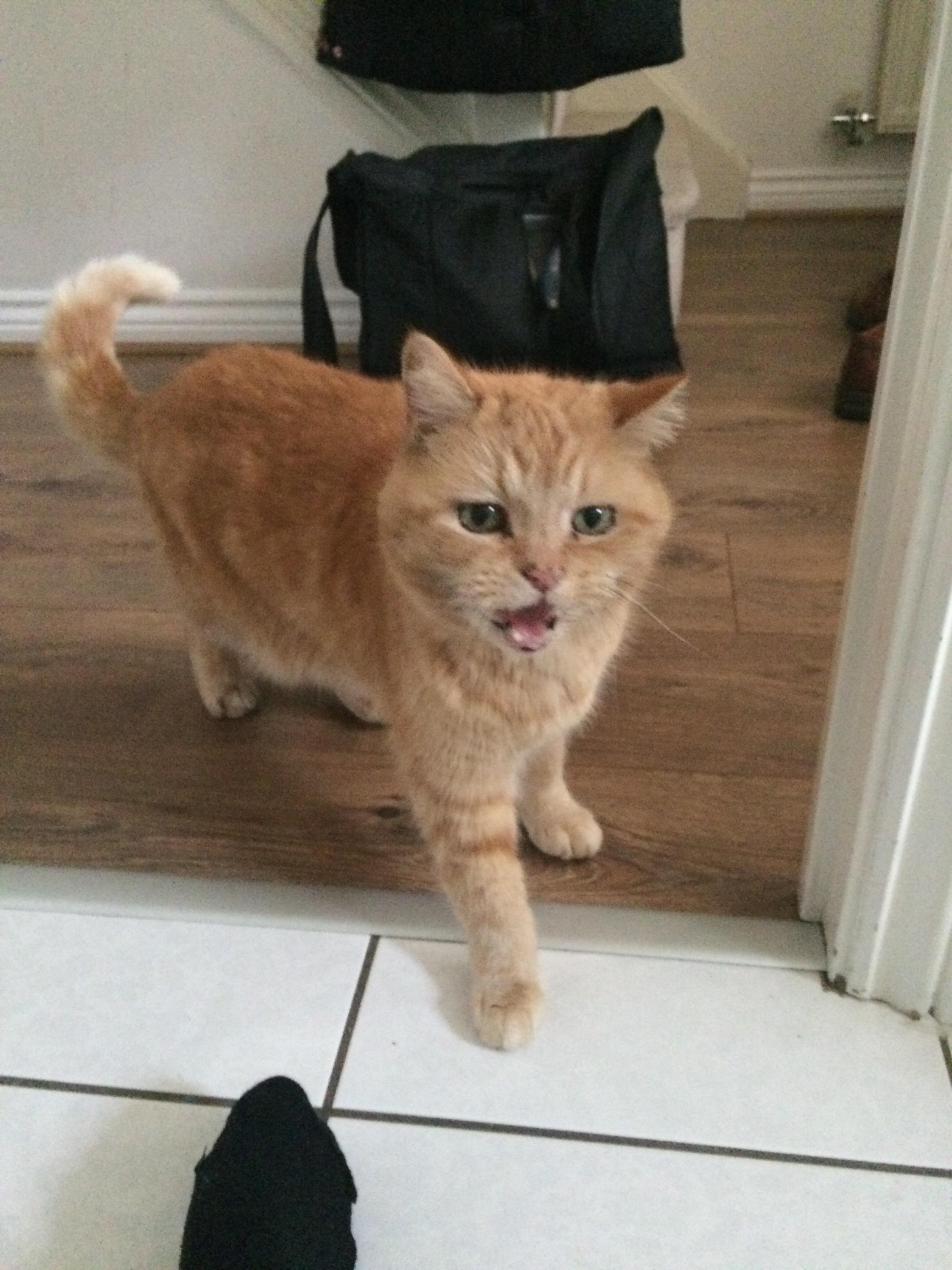 My 17 year old cat, had him since I was born r/aww