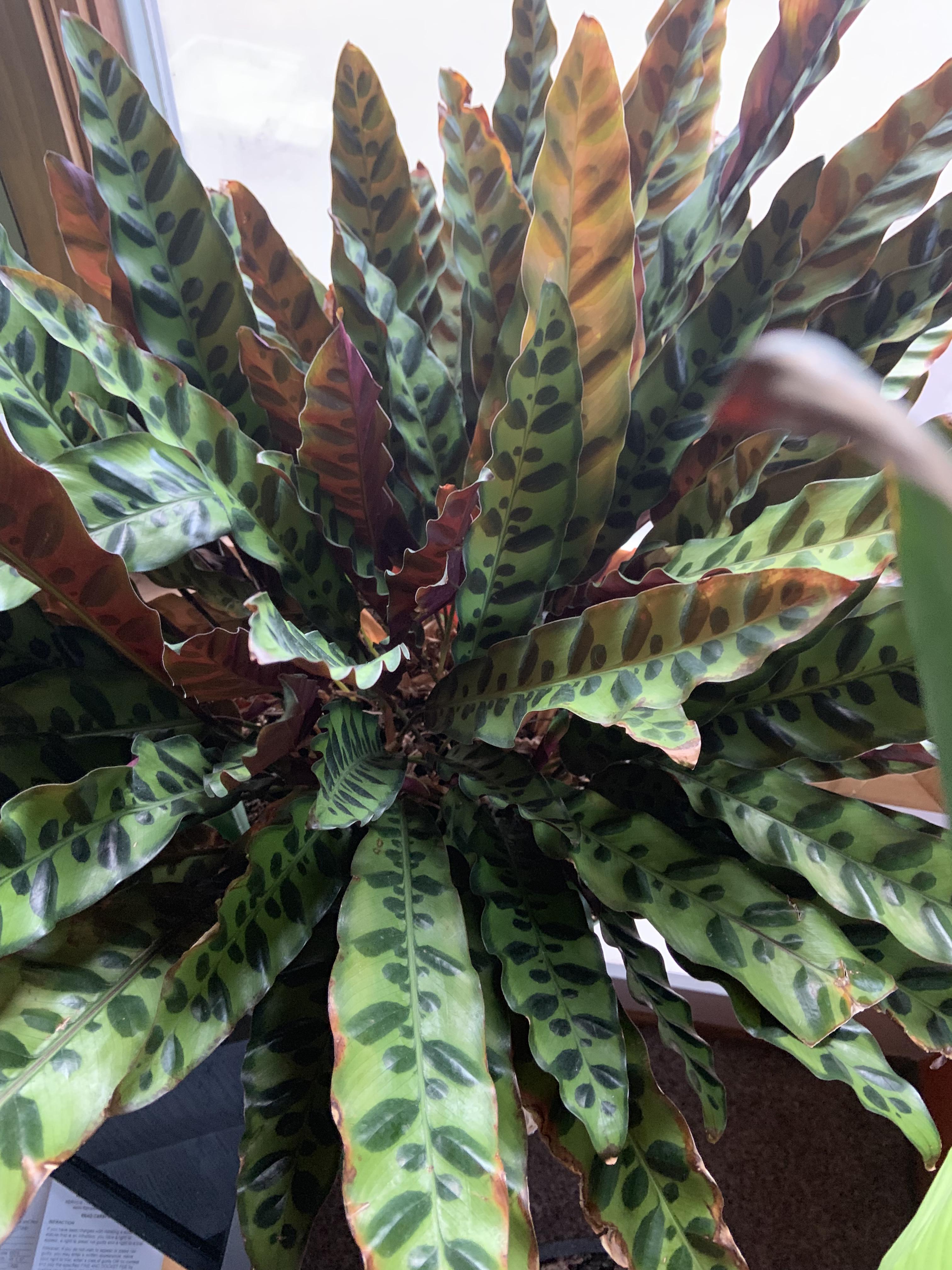 Potted house plant r/whatsthisplant