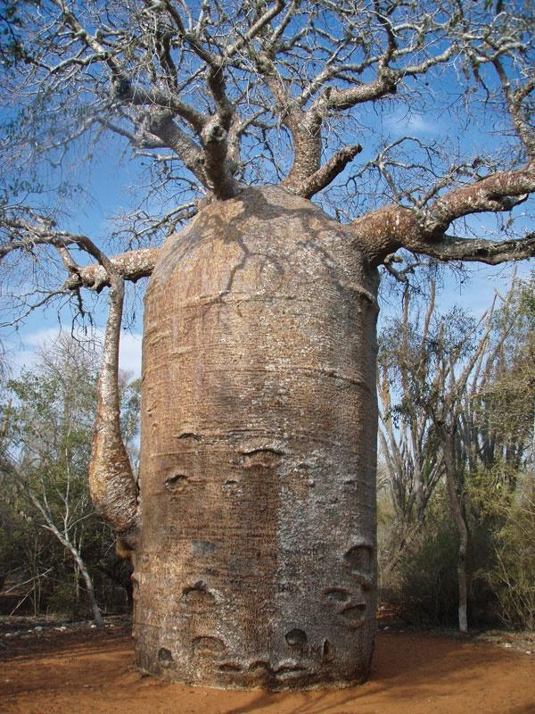 TIL The Baobab tree can hold up to 32,000 gallons of water r/ThatsInsane