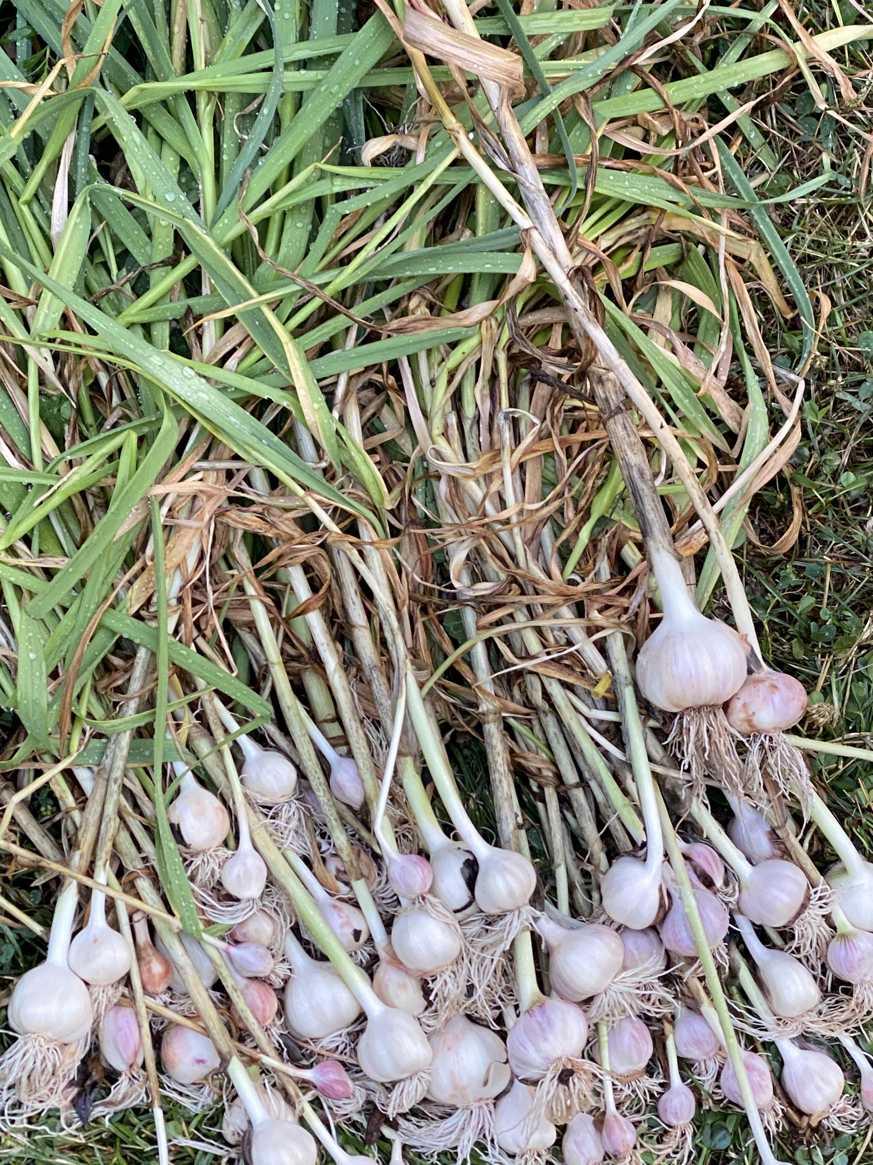 My recent garlic harvest. They are quite small but very tasty. What are