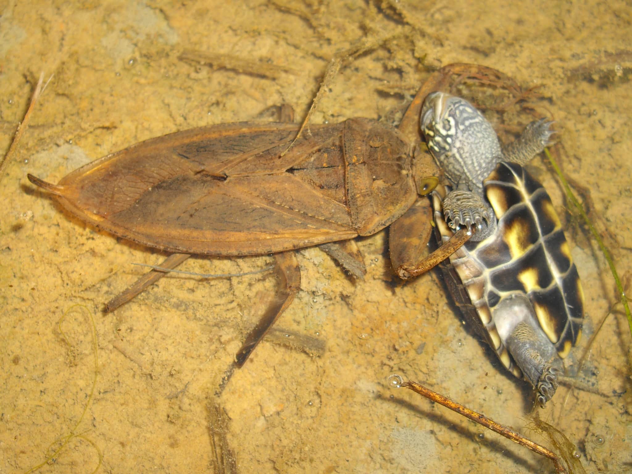 Water beetle eating baby turtle r/natureismetal
