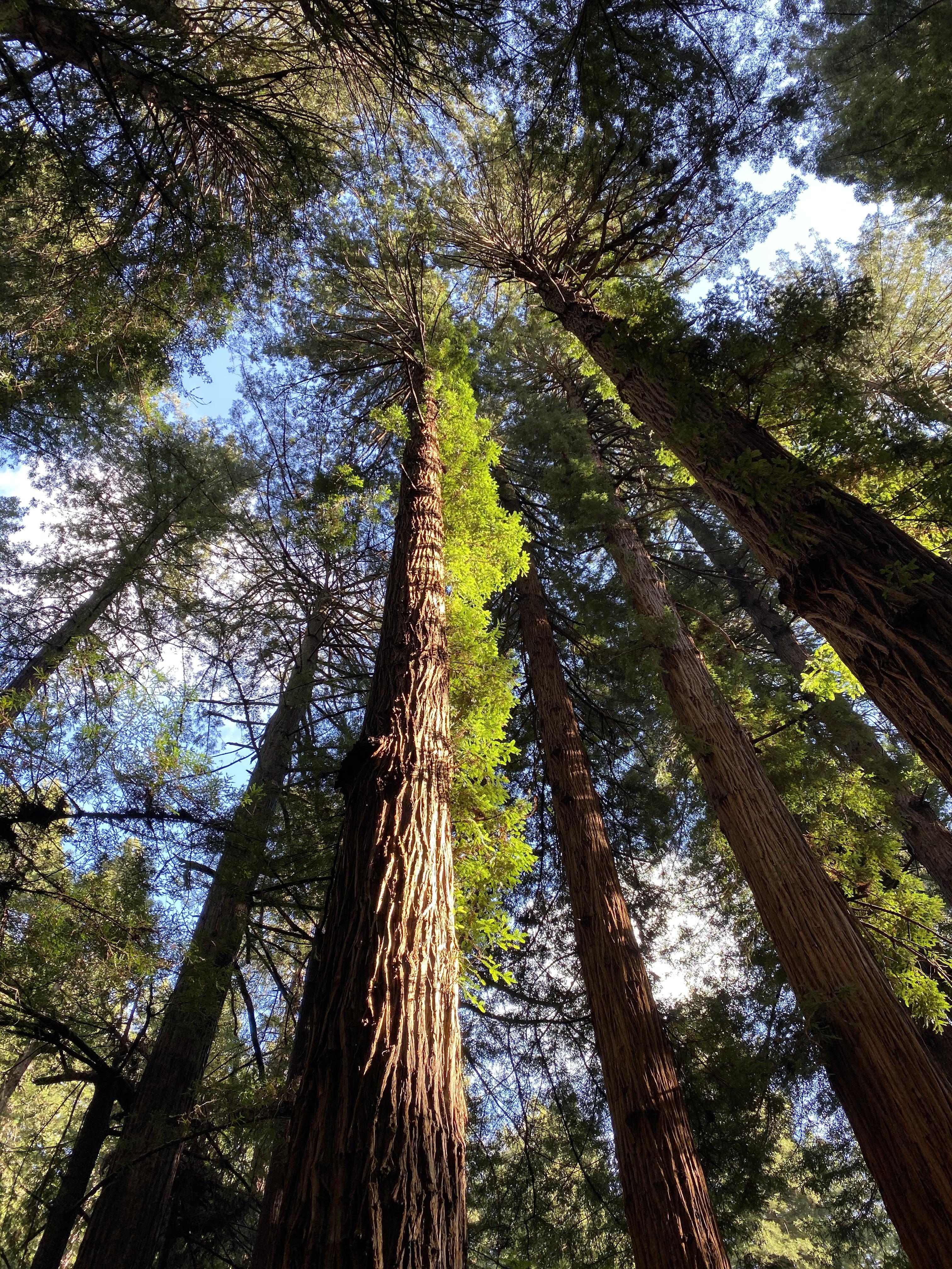 Took a trip to Muir Woods today r/sanfrancisco